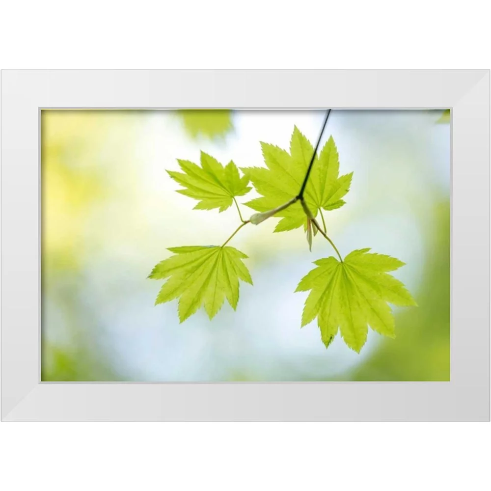 Mahan, Kathy 18x13 White Modern Wood Framed Museum Art Print Titled - Vine Maple II