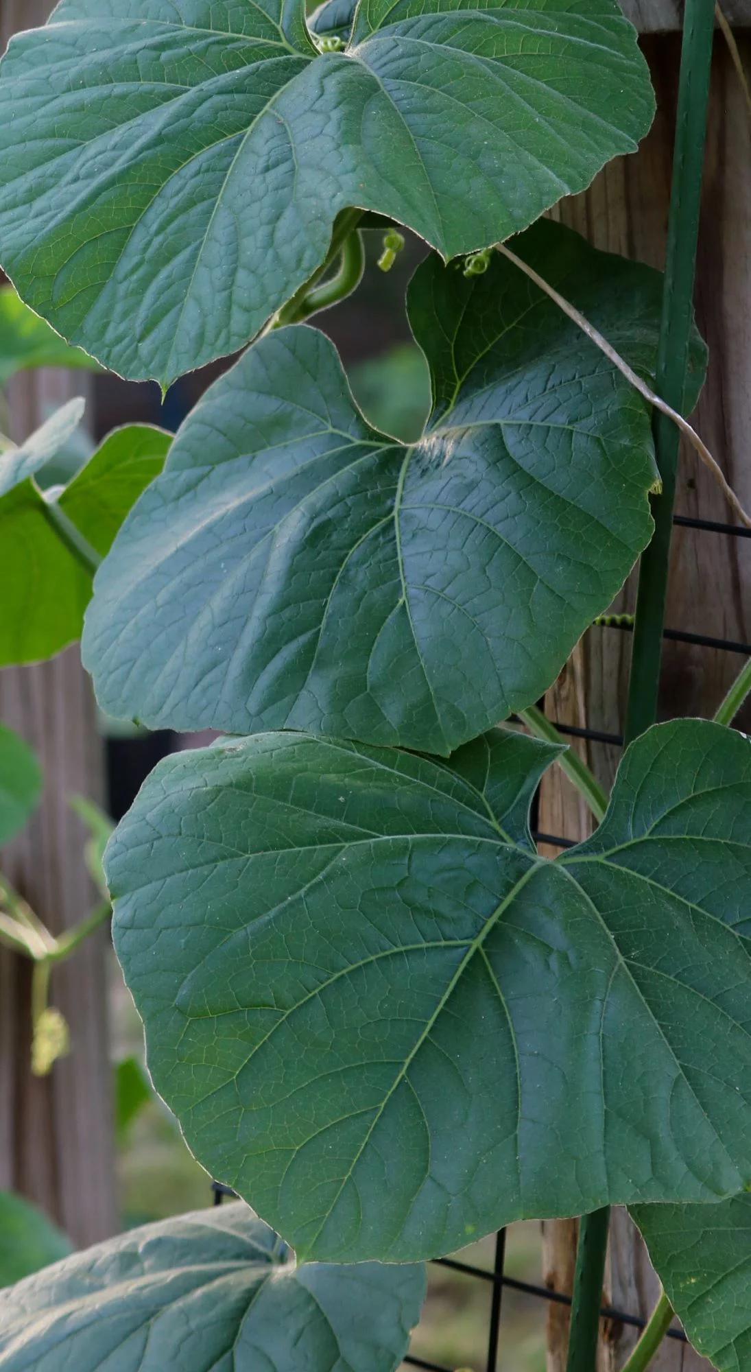 Dipper Gourd Seeds - Lagenaria siceraria - 480 seeds, 1/4 LB - B40