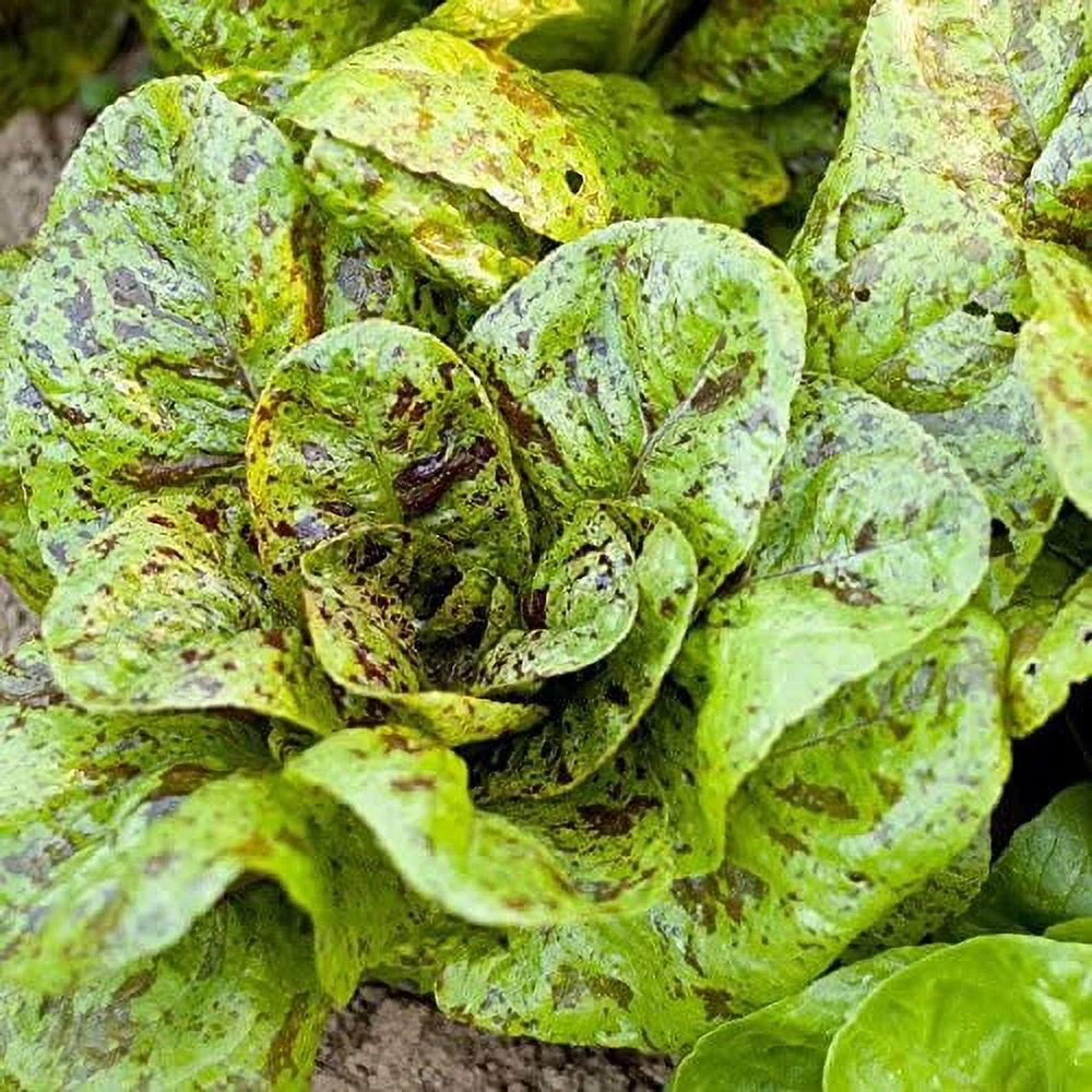 Freckles Romaine Lettuce Seeds, 1000 Heirloom Seeds Per Packet, Non GMO Seeds