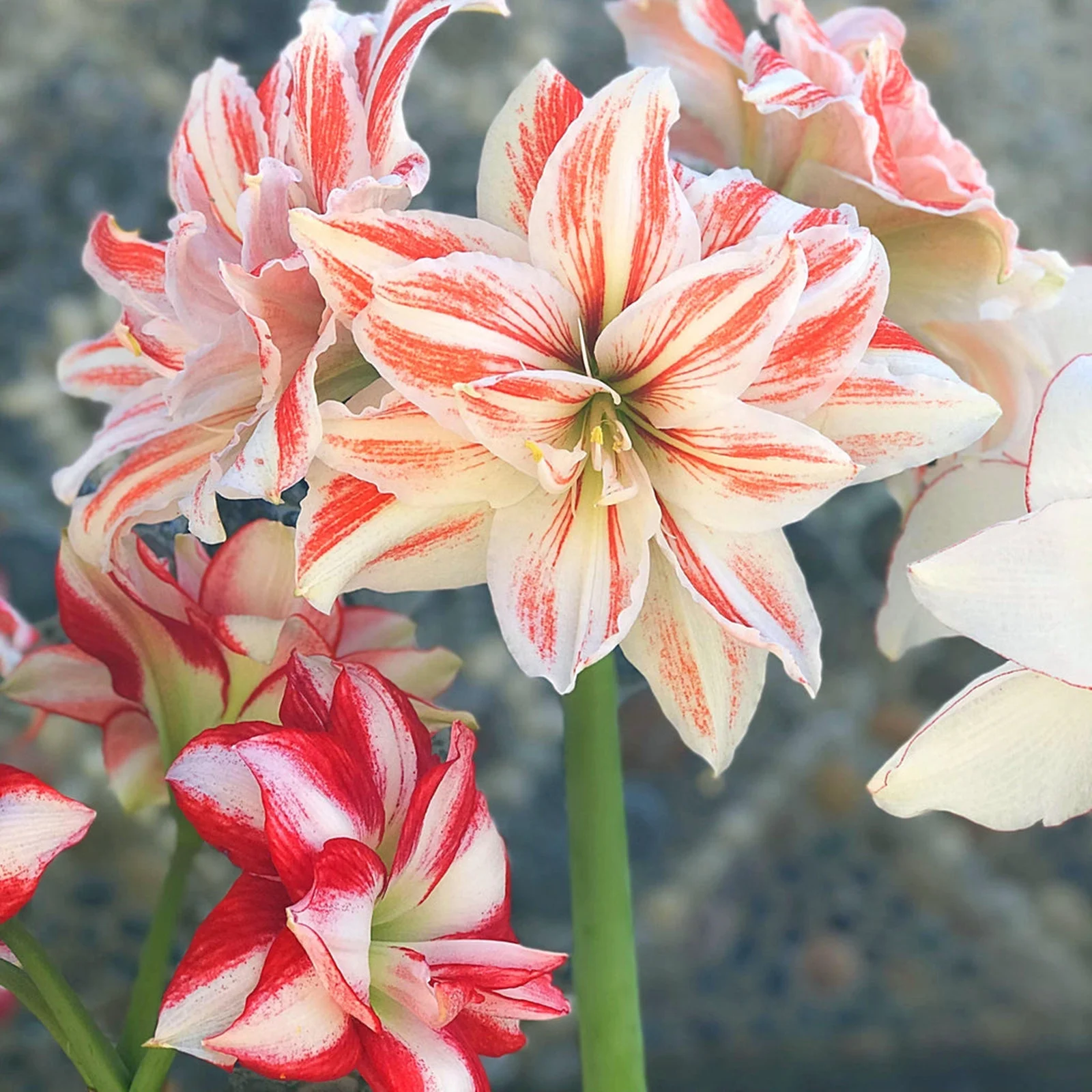 Amaryllis Bulbs, Are A Excellent Choice For Gardeners, Amaryllis Plant, Beautiful Large Flowers,Amaryllis Bulbs For Planting Outdoors, Make Beautiful Cut Flowers. Amaryllis Bulbs For Planting,