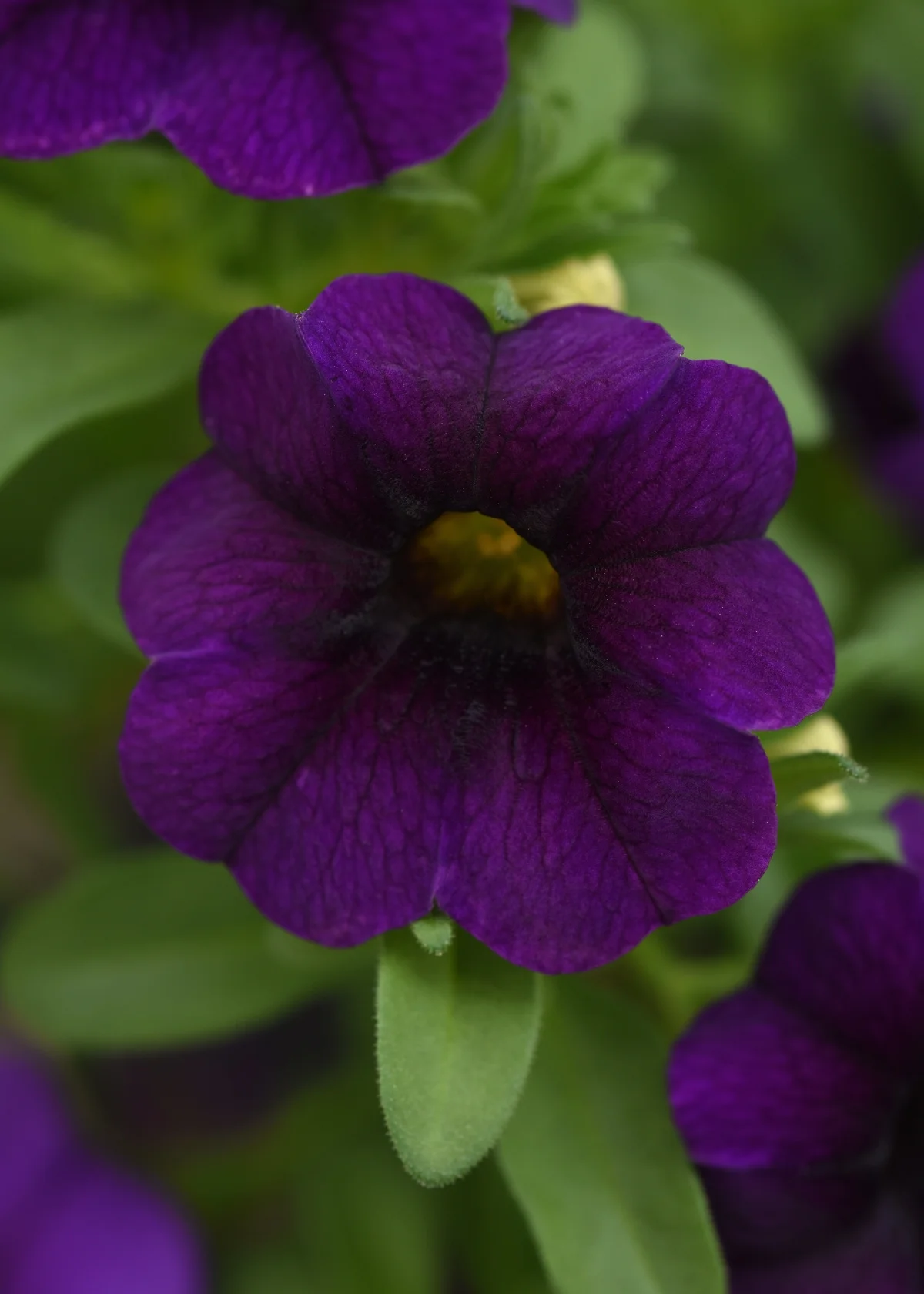 Better Homes & Gardens QT Purple Calibrachoa Live Plant Grower Pot Sun