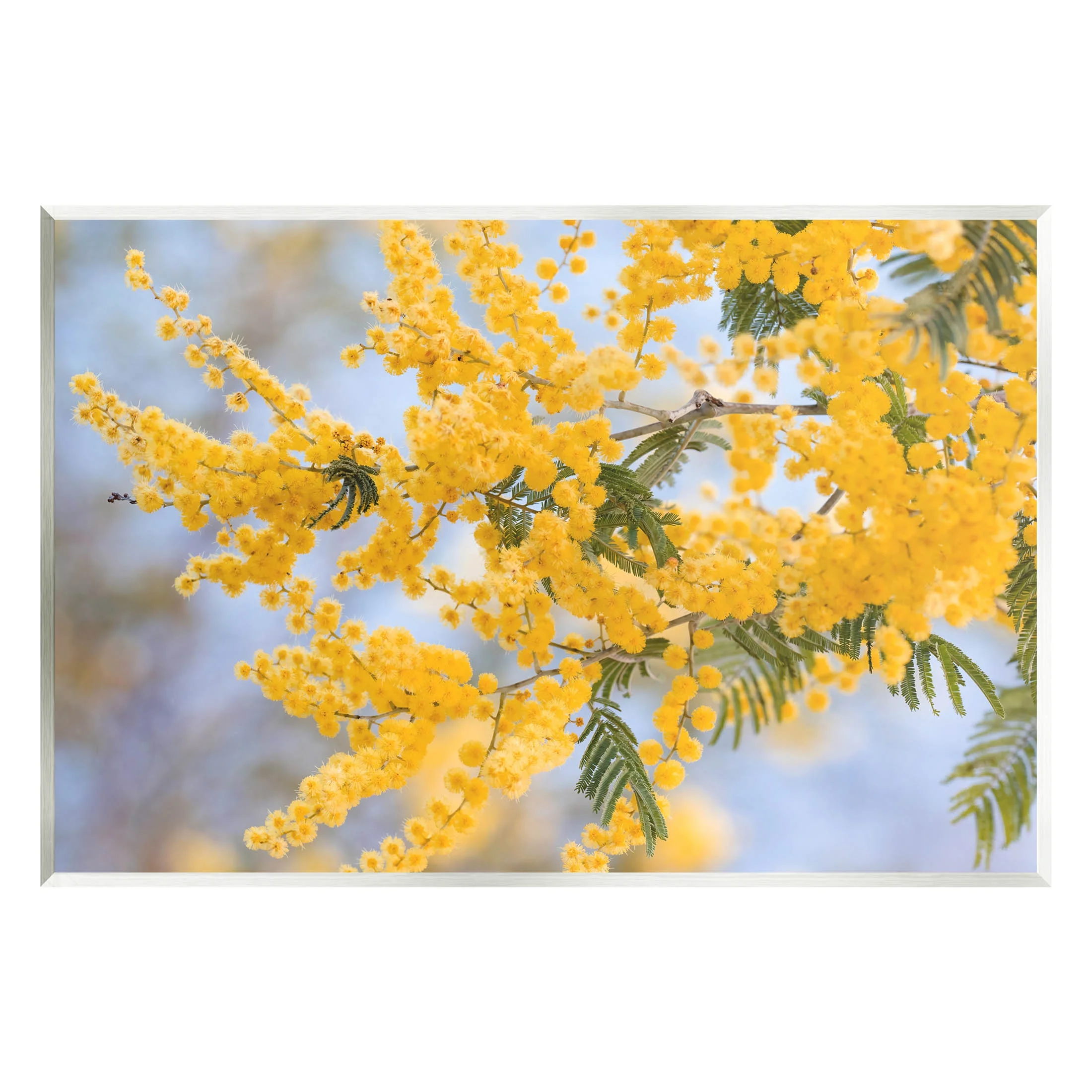 Yellow Mimosa Tree Flowers Nature Botanical & Floral Photograph Unframed Art Print Wall Art