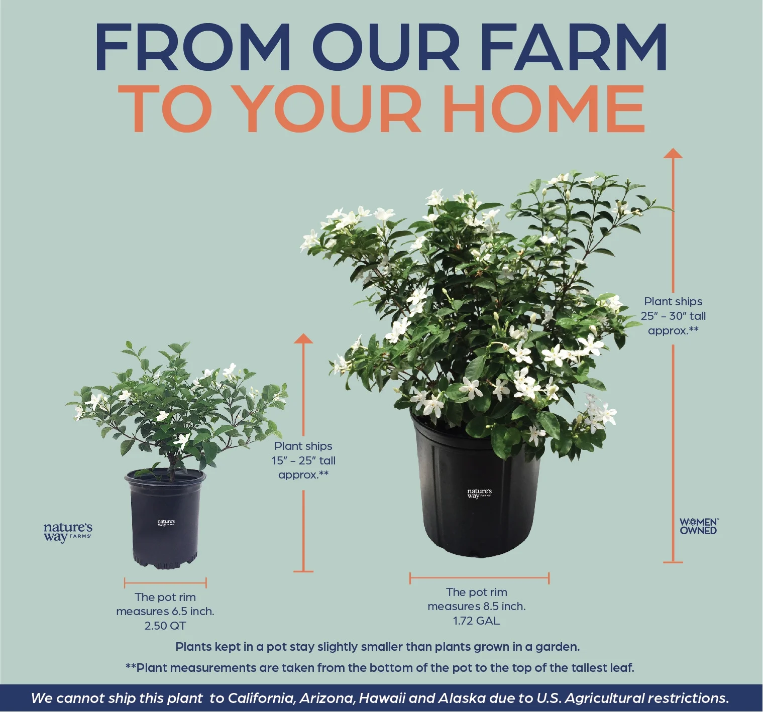 Nature's Way Farms Jasmine Asian Snow Live Plant (18-24 in. Tall) in Grower Pot