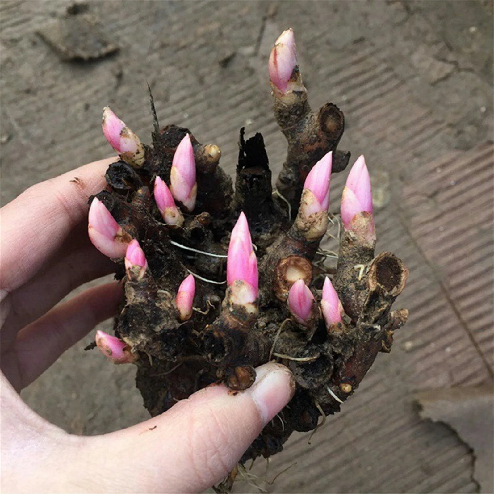 Peony plants for garden ready to plant,peony tubers peony bulbs peony plant
