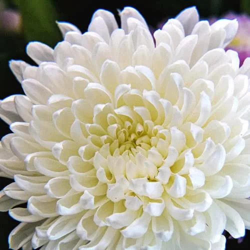 CHUXAY GARDEN White Chrysanthemum Seed,Mums,Chrysanths 10000 Seeds Beautiful Potted Plants Attract Butterflies and Bees Easy Cultivating