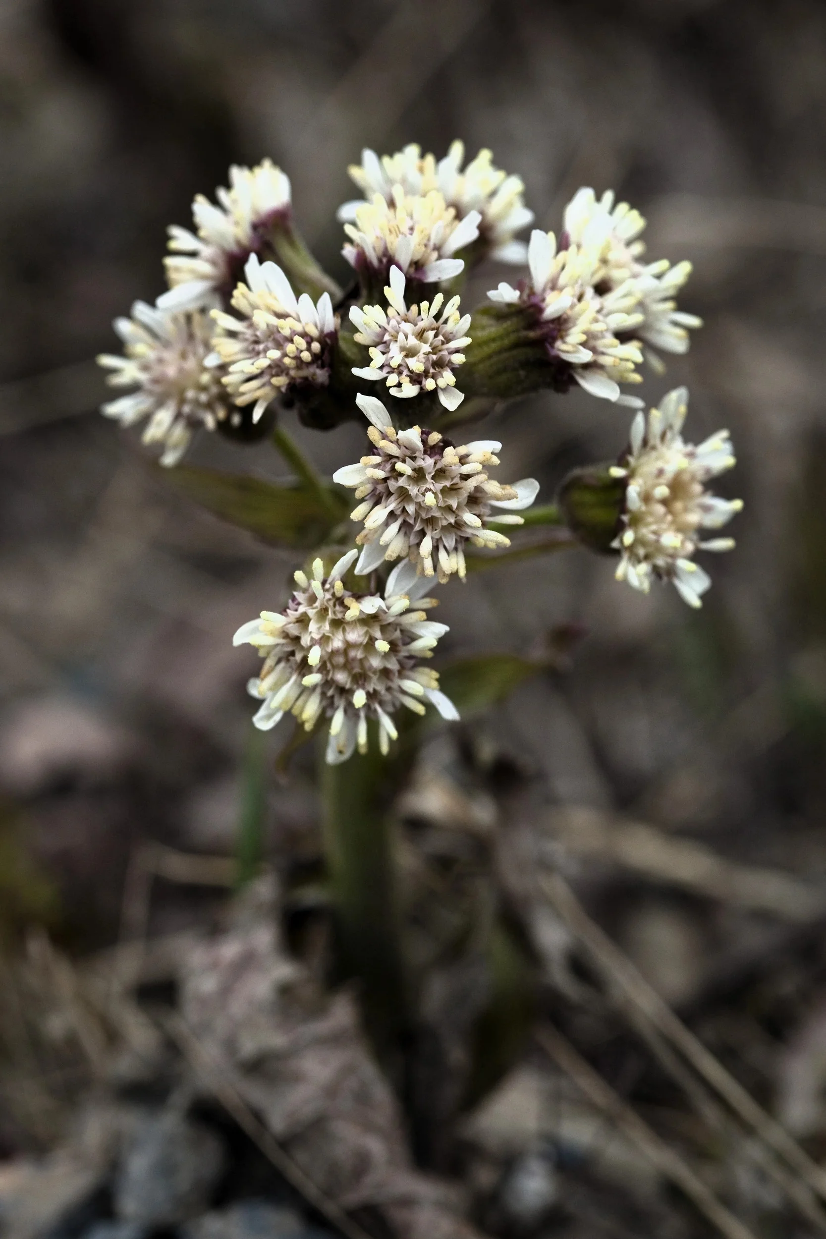 100 ARCTIC SWEET COLTSFOOT Petasites Frigidus Sun Shade Moist White Pink Flower Herb Seeds