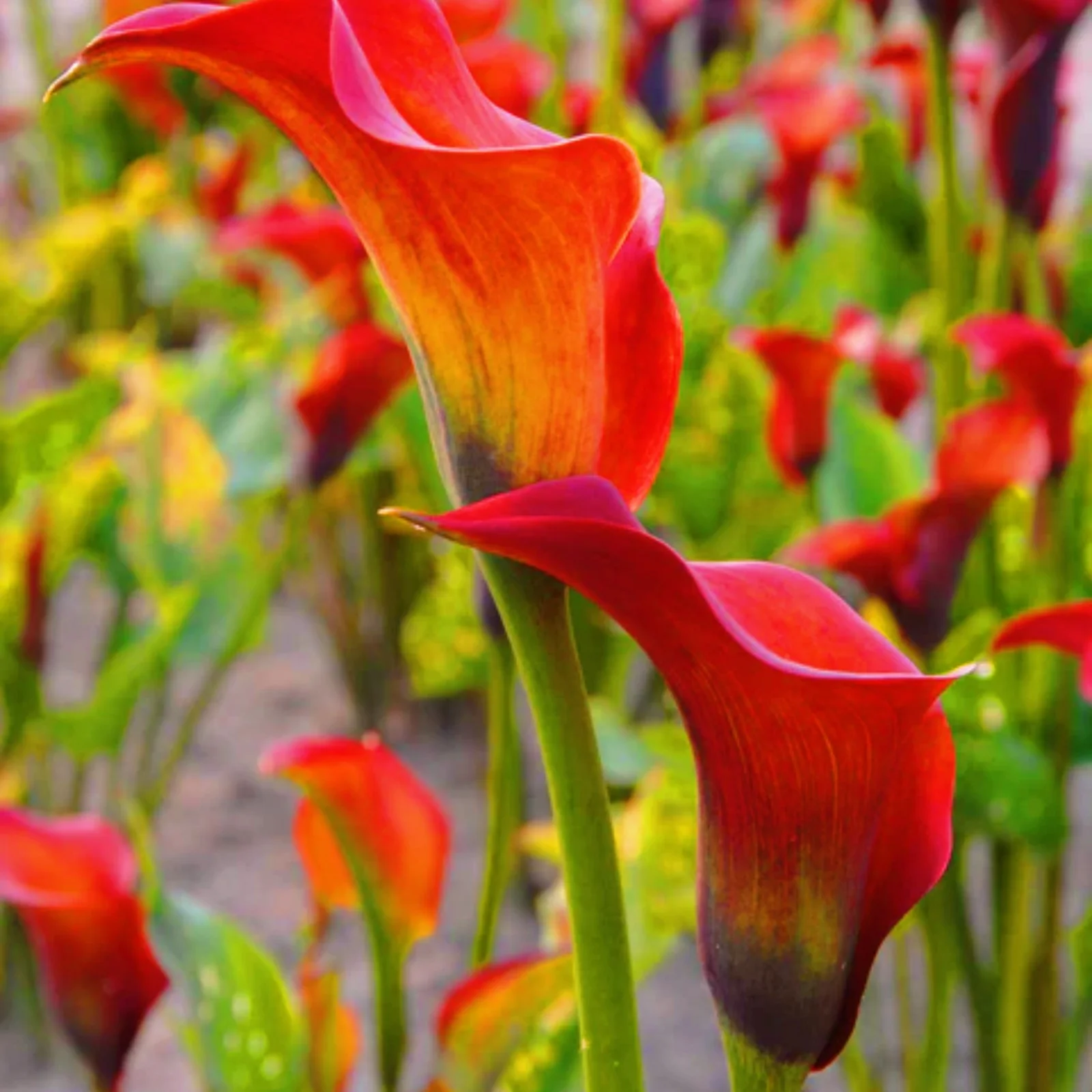 Calla Lily Plants Calla Lily Bulbs Calla Lily Bulbs For Planting Calla Lily Bulbs For Sale Cut Flowers