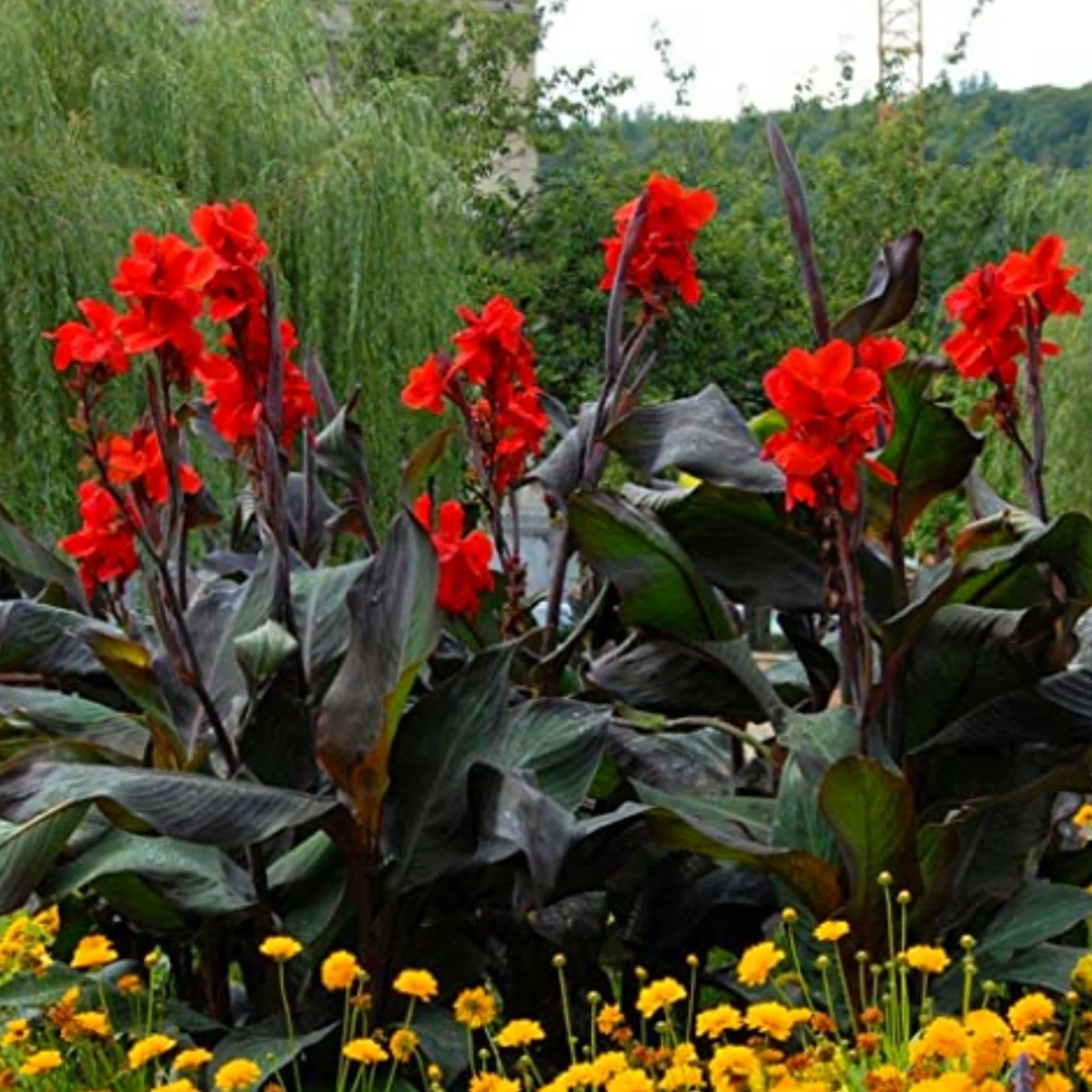 Canna lily bulbs mixed,canna lily bulbs for planting outdoors,canna bulbs for sale,canna bulbs bulk