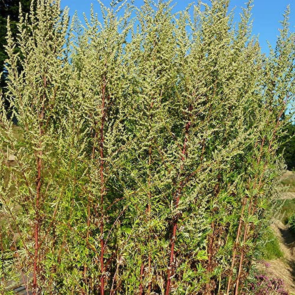 QAUZUY GARDEN 100 Mugwort Seeds (Artemisia Vulgaris) Wild Riverside Wormwood | Premium Organic Non-GMO Heirloom Herb Seeds | Fragrant & Attract Pollinators