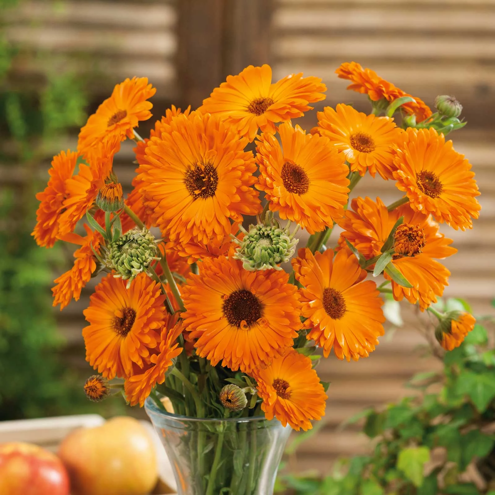 Calendula Seeds - Geisha Girl - 1 Pound - Red/Orange Flower Seeds,  Heirloom Seed  Attracts Bees, Attracts Butterflies, Attracts Pollinators, Easy to Grow & Maintain, Edible, Extended Bloom Time