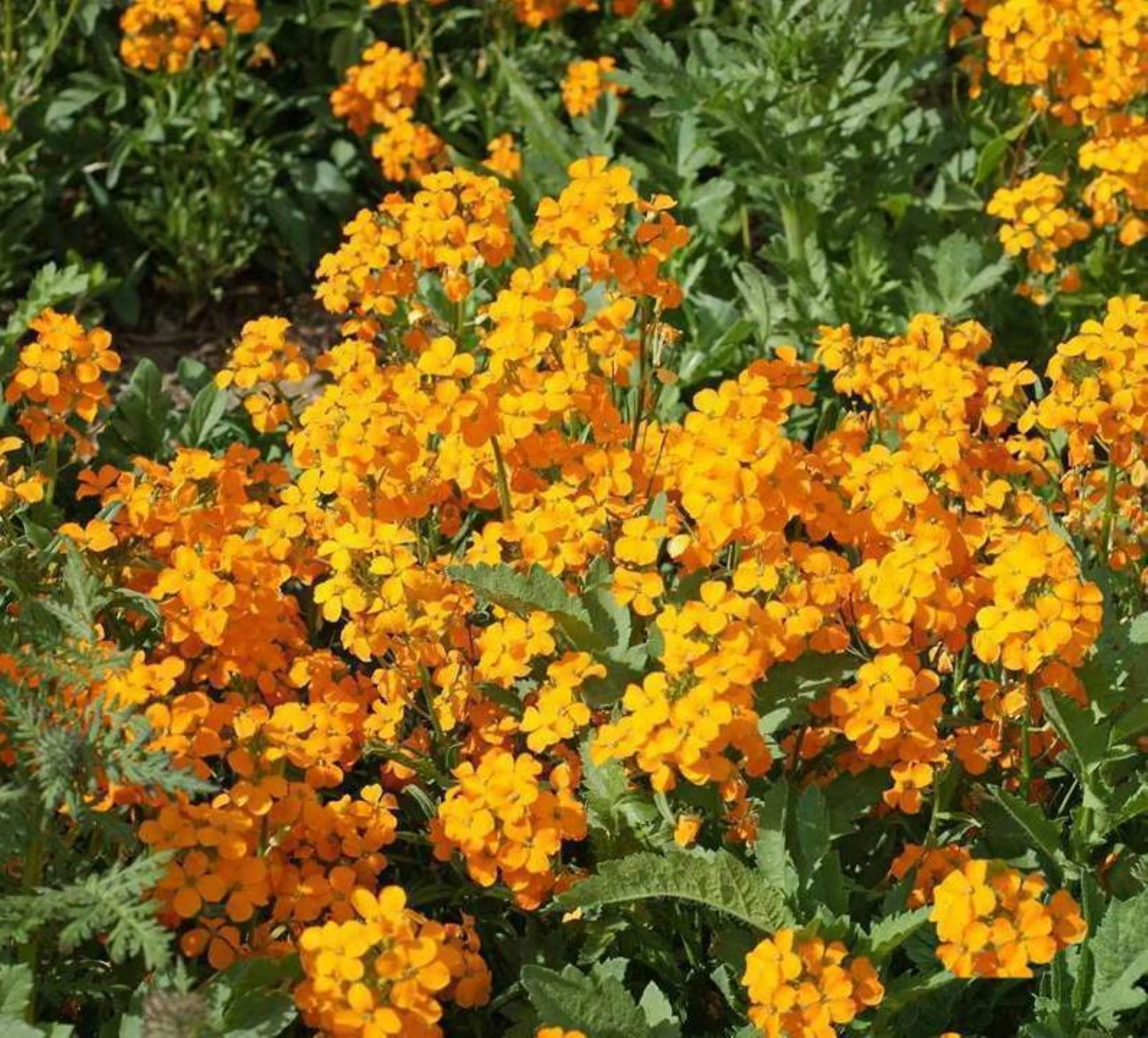 Siberian Wallflower Seeds/Biennial/ Full Sun/ 350 Seeds 1/2 Gram/ Zellajake Farm and Garden - B297