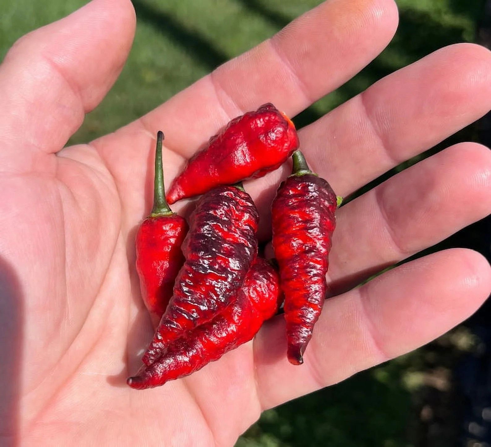 Naga Black Twister Pepper Premium Seed Packet