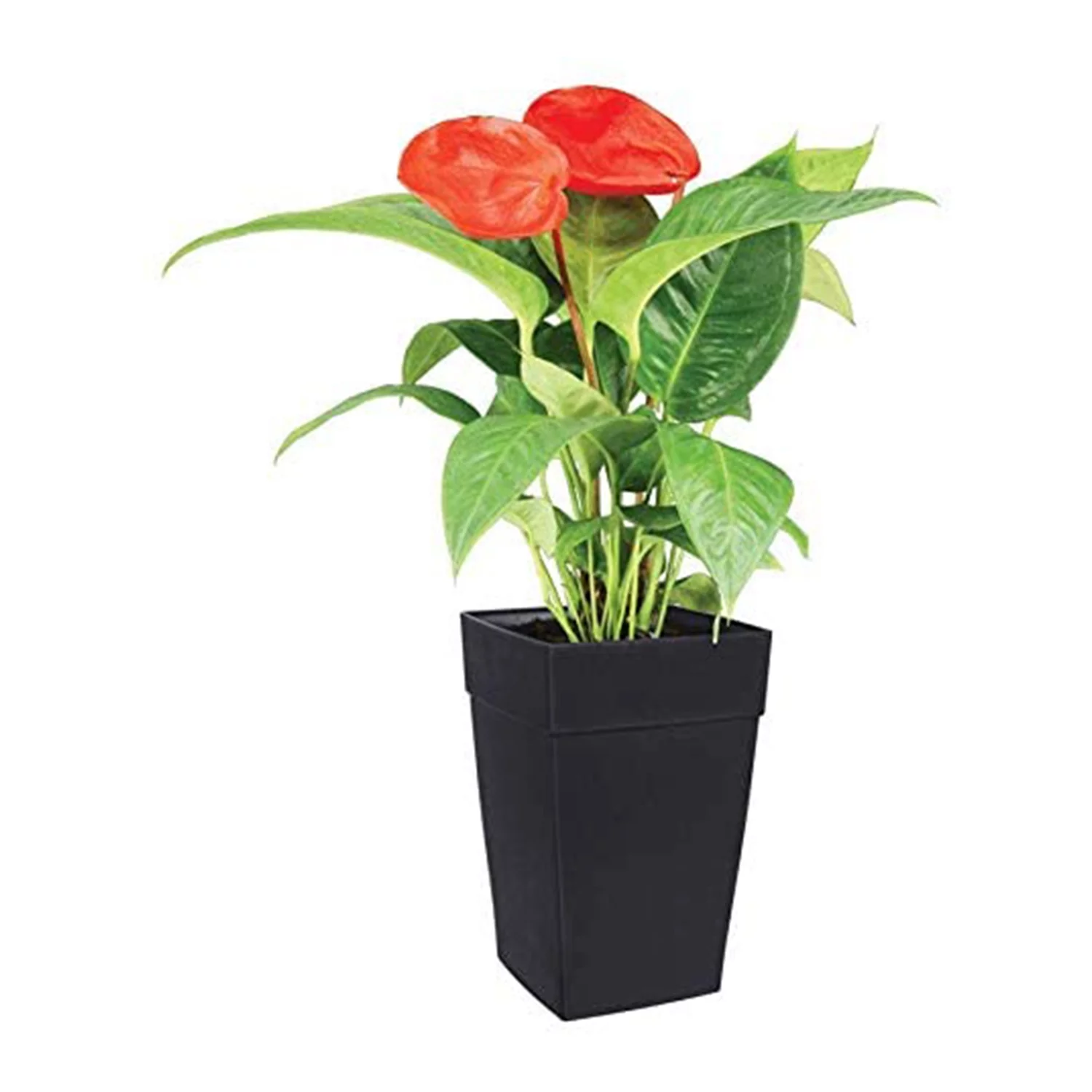 DCN Plastic Harmony Tall 12 x 12 x 18 Inch Flower Pot Planter, Black