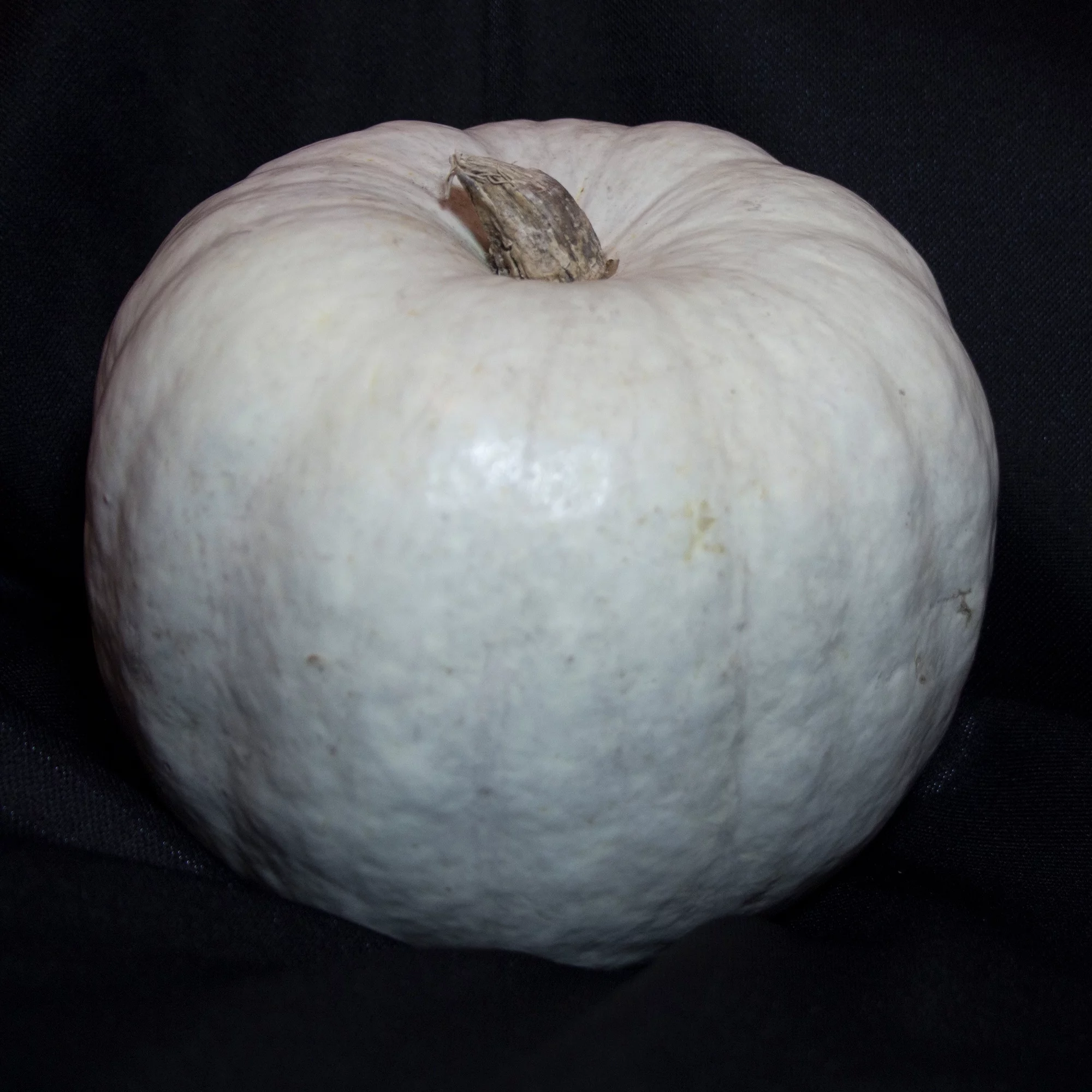 Pumpkin Seeds - White Queen - 5 Lb ~18,000 Seeds - Cucurbita pepo - Farm & Garden Vegetable Seeds - Non-GMO, Heirloom, Open Pollinated, Annual