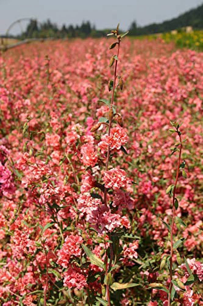 Clarkia Elegant Double Light Salmon Flower Seeds, 1000 Heirloom Seeds Per Packet, Non GMO Seeds, Clarkia Unguiculata