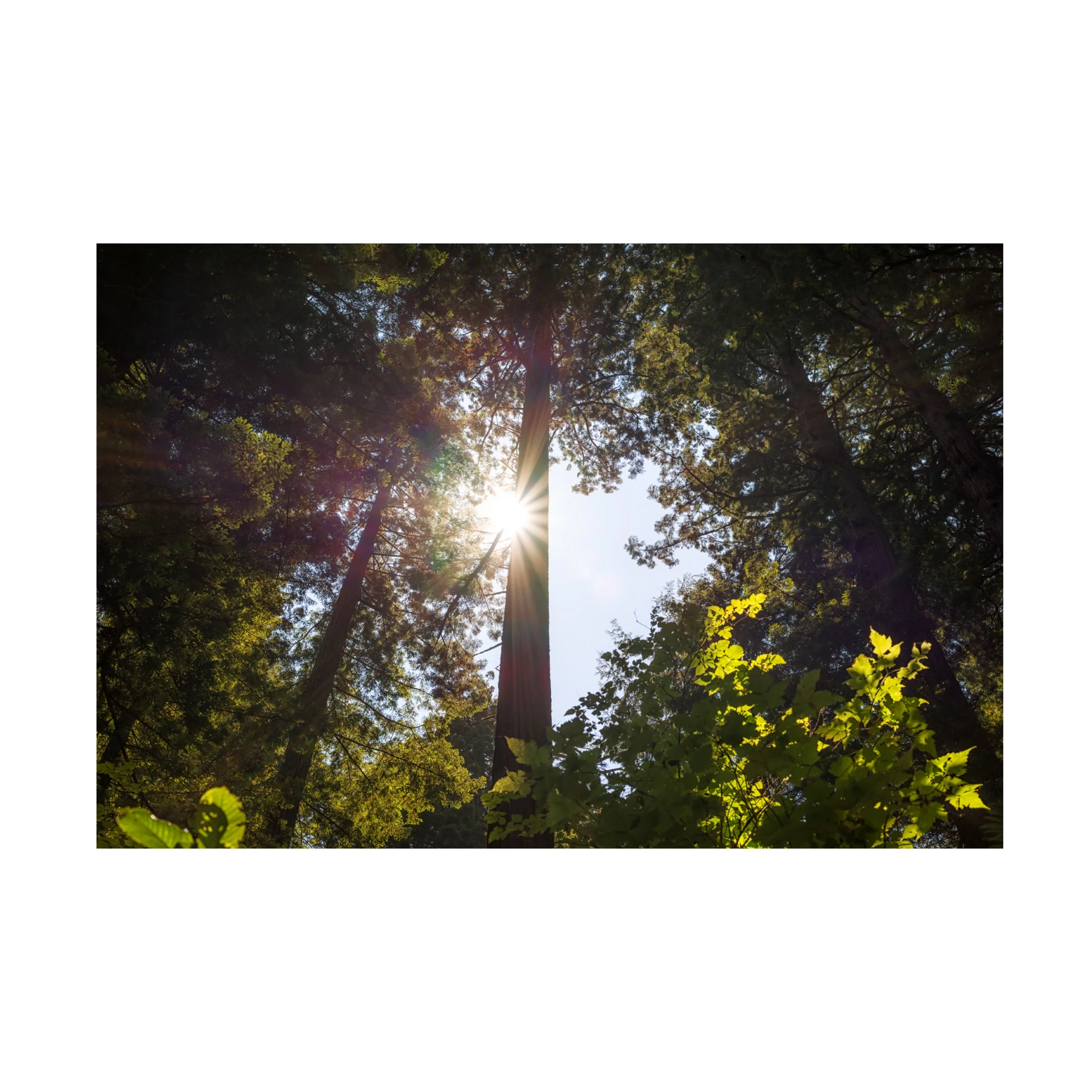 Trademark Fine Art Landscape Canvas Art ' Shine On Redwoods ' by Joseph S Giacalone