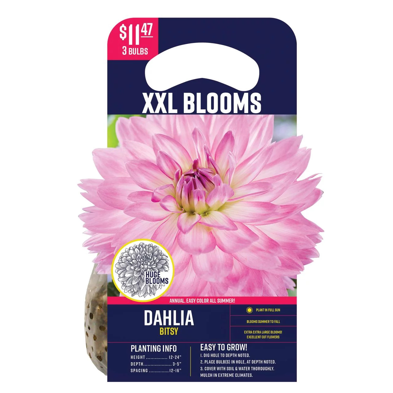 Van Zyverden Dahlia Bitsy, Dormant Bulb, Full Sun, Purple