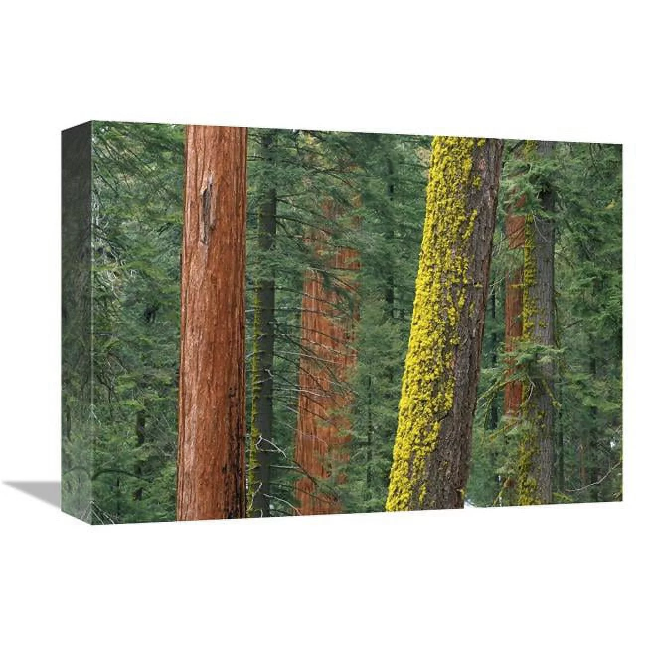 12 x 16 in. Giant Sequoia Trees in Grant Grove, Sequoia National Park, California Art Print - Tim Fitzharris