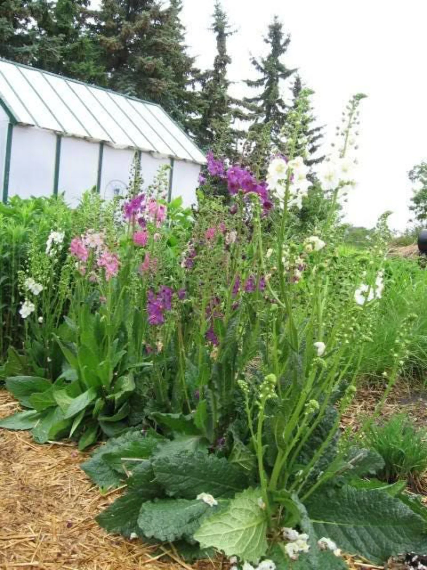 50 VIOLETTA VERBASCUM Phoeniceum Purple Mullein Nectar Flower Seeds