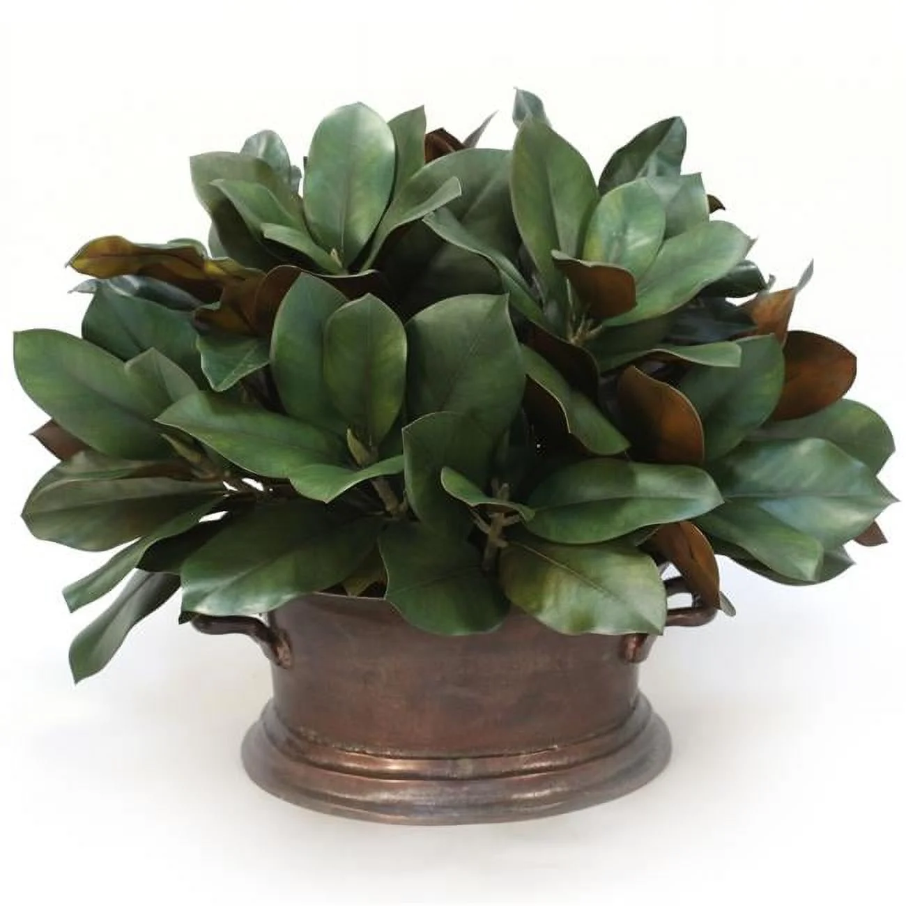 Unisex Magnolia in Vintage Copper Pot - Green