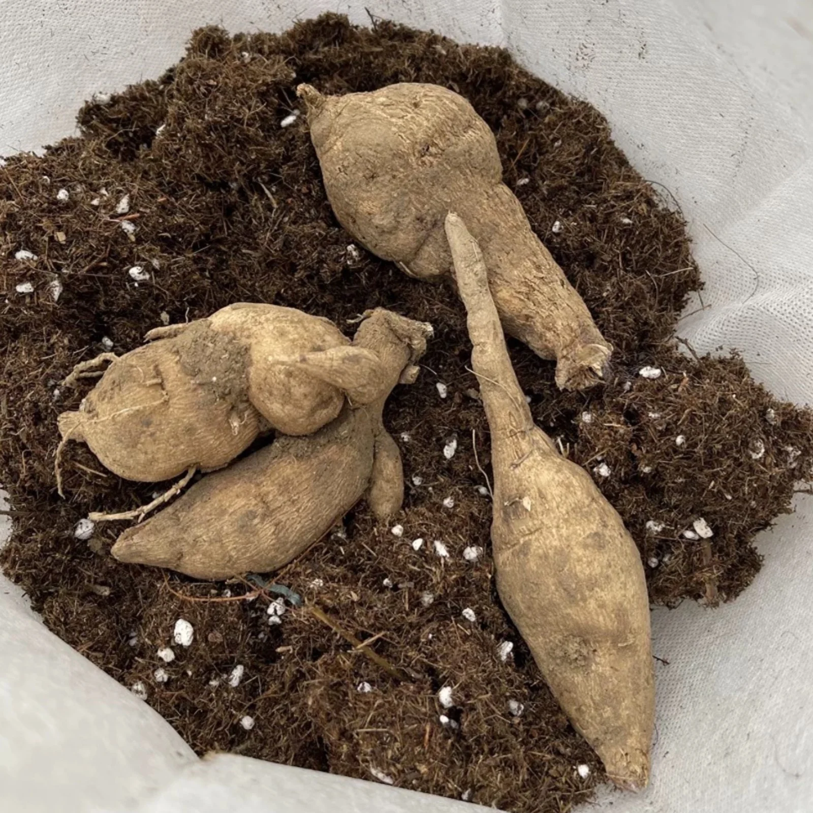 Dahlia plants ready to plant - Dahlia tubers for planting - Dahlia bulbs bulk - Dahlia seeds for planting outdoors