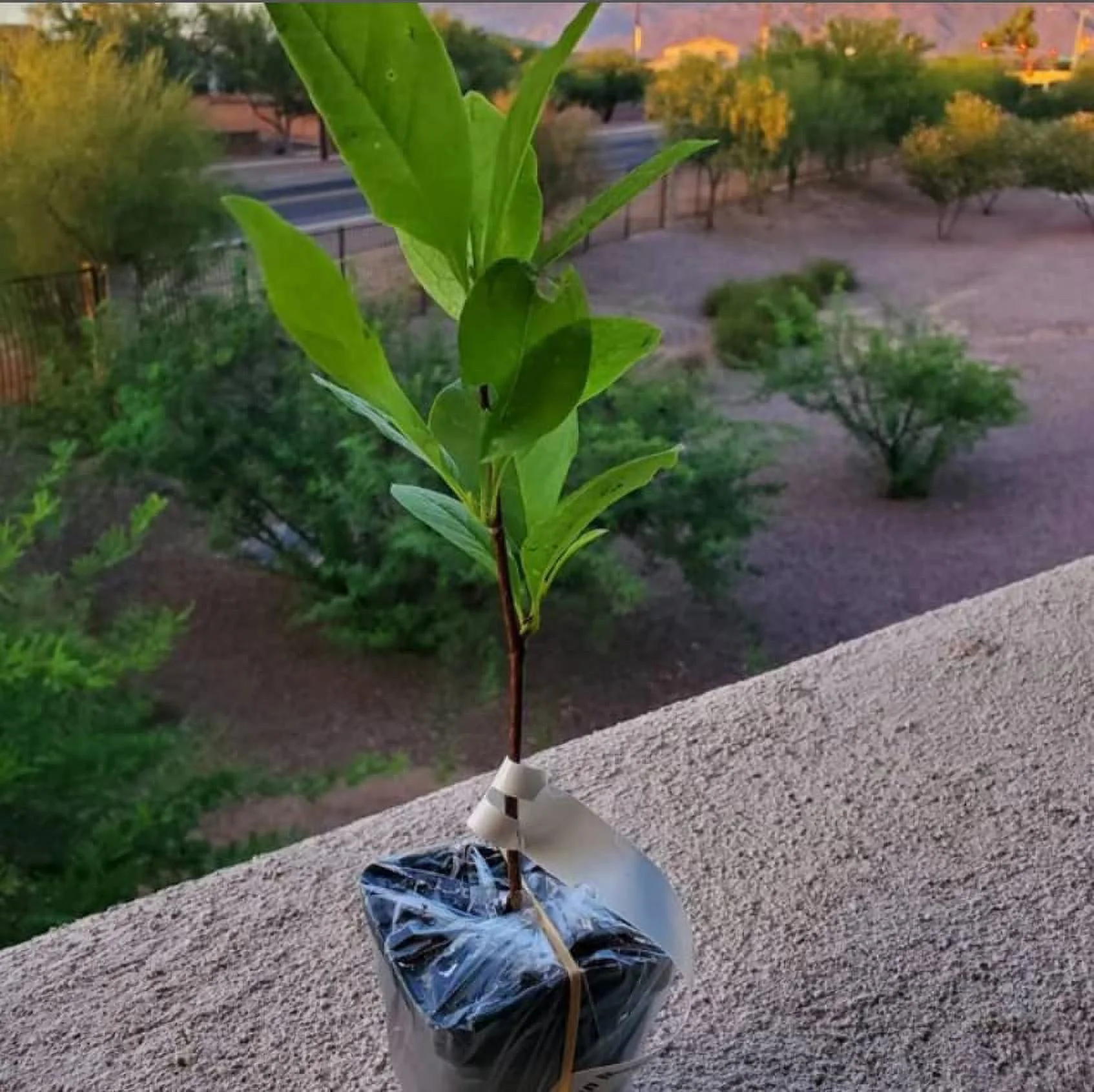 Star Magnolia Tree/Shrub - 6-12