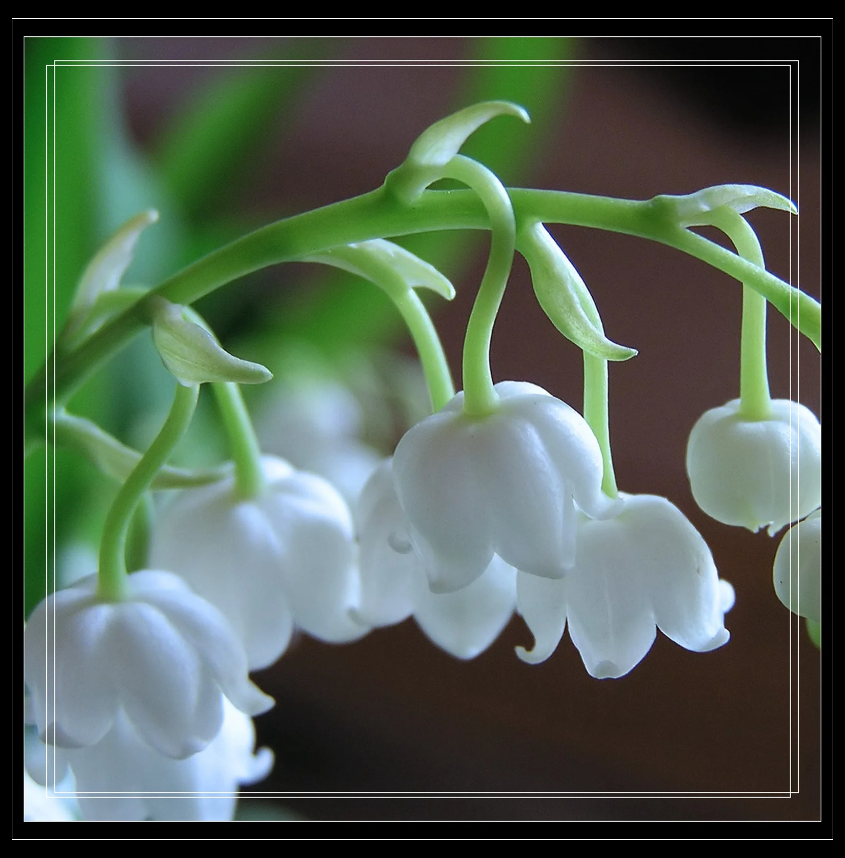 Lily Of The Valley Bulb, Perennial Bulb Plants, Aromatic Plants, Seasonal Flowers, Charming Fragrance, Lanterns,Attracts Butterflies, Bees & Hummingbirds, Nice Ground Cover Houseplant,