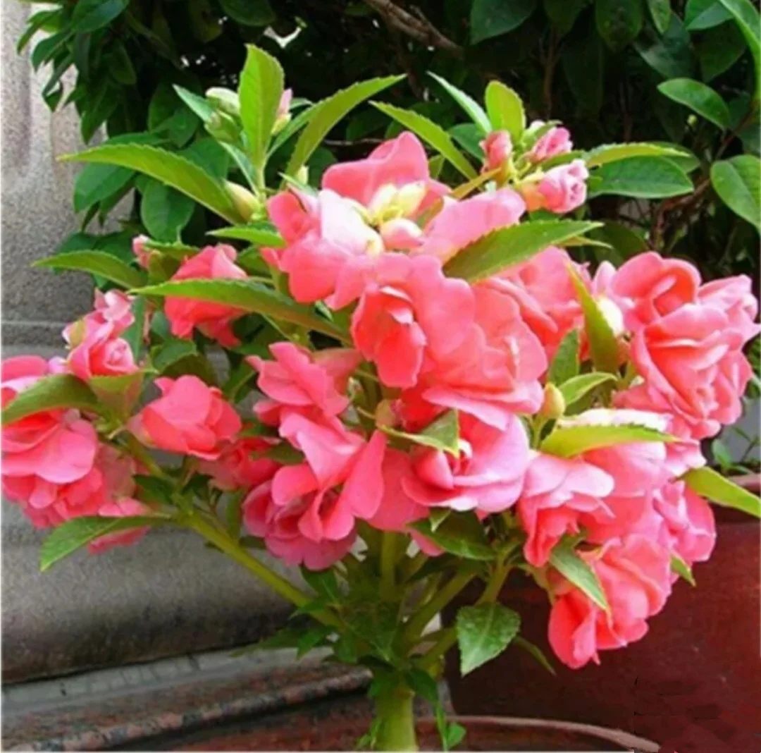 180 Seeds Mix color Balsamine  Rose , Impatiens Flowering Seeds Prolific Bloomer - Easy to Grow