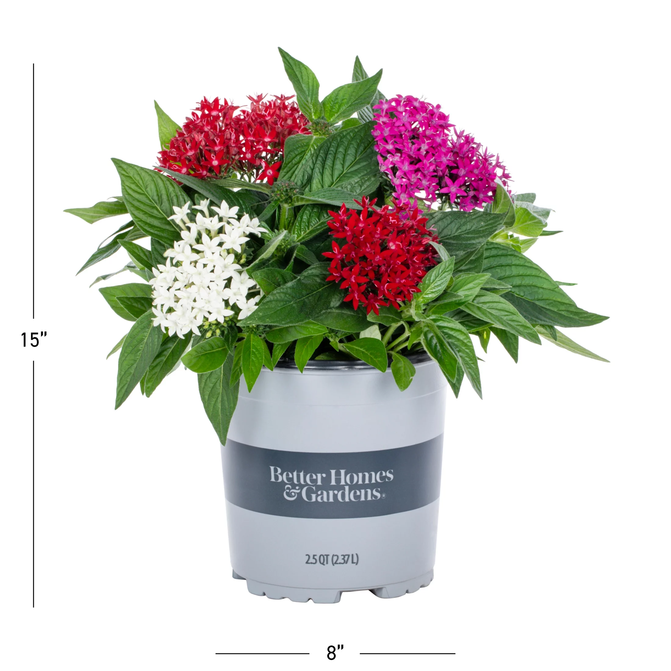 Better Homes & Gardens 2.5QT Multicolor Pentas Live Plants with Grower Pot