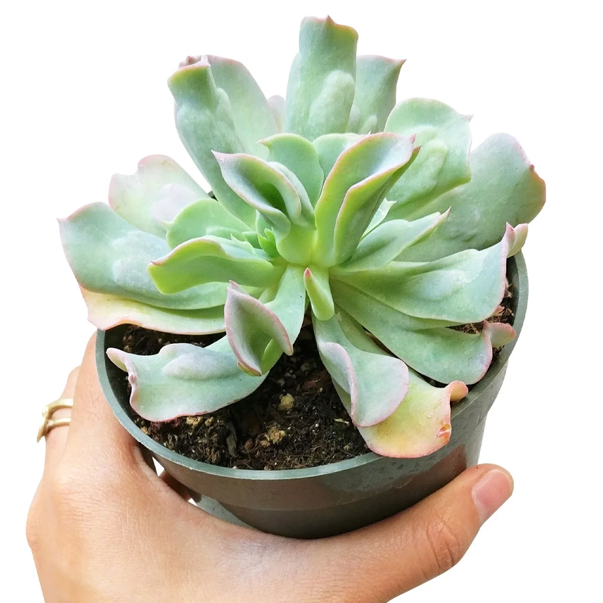 Echeveria Culibra (4