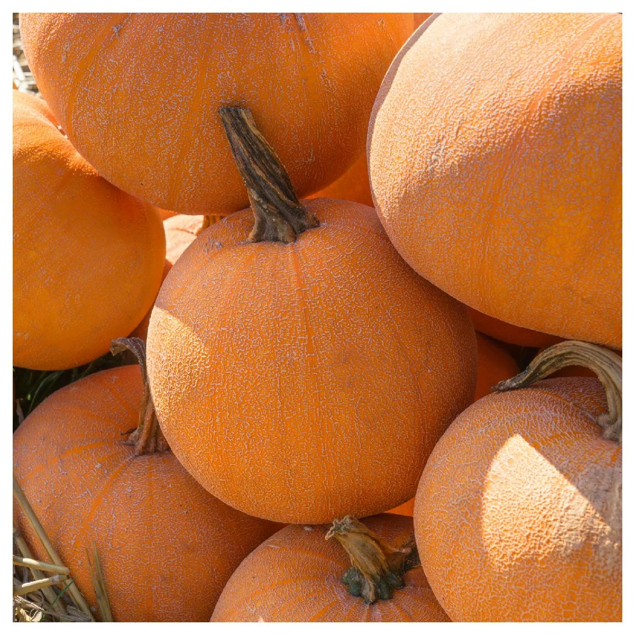 Everwilde Farms - 20 Winter Luxury Pumpkin Seeds - Gold Vault Jumbo Bulk Seed Packet