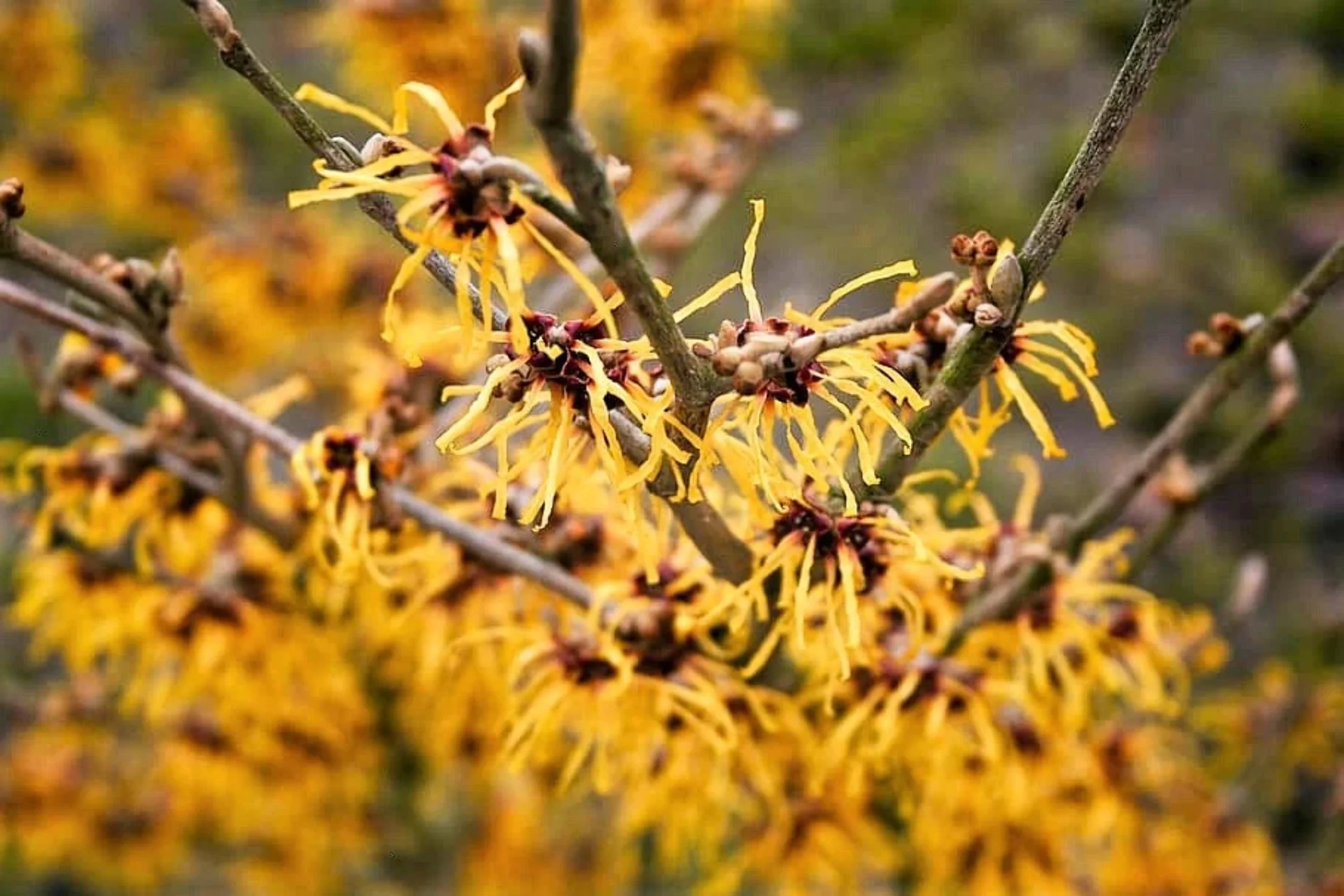 25 American WITCH HAZEL Hamamelis Virginiana Alder Shrub Tree Yellow Flower Seeds