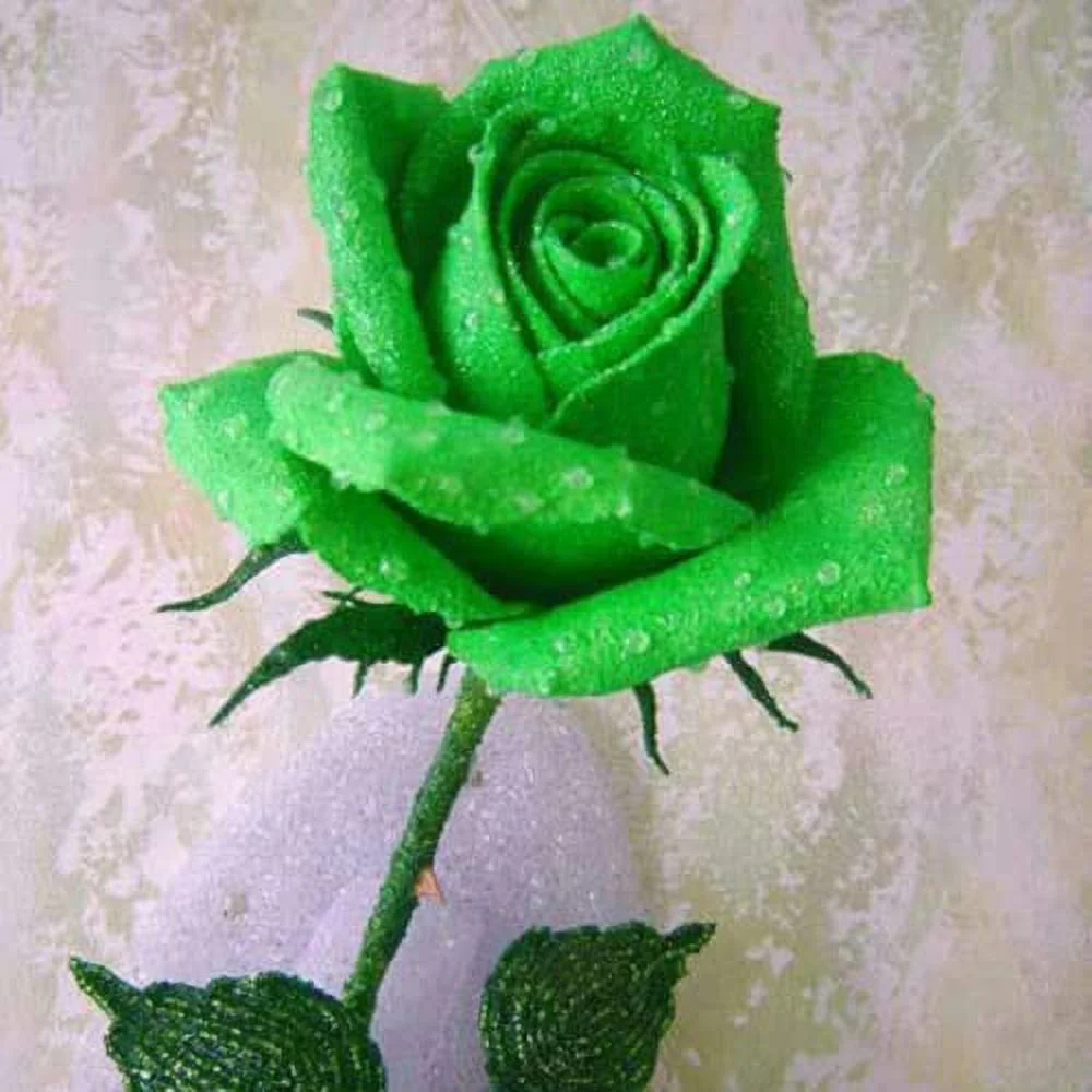 CHUXAY GARDEN Green Rose Rosa Seed 5 Seeds Perennial Bush Shrub Beauty Green Flowers Grows in Just Weeks