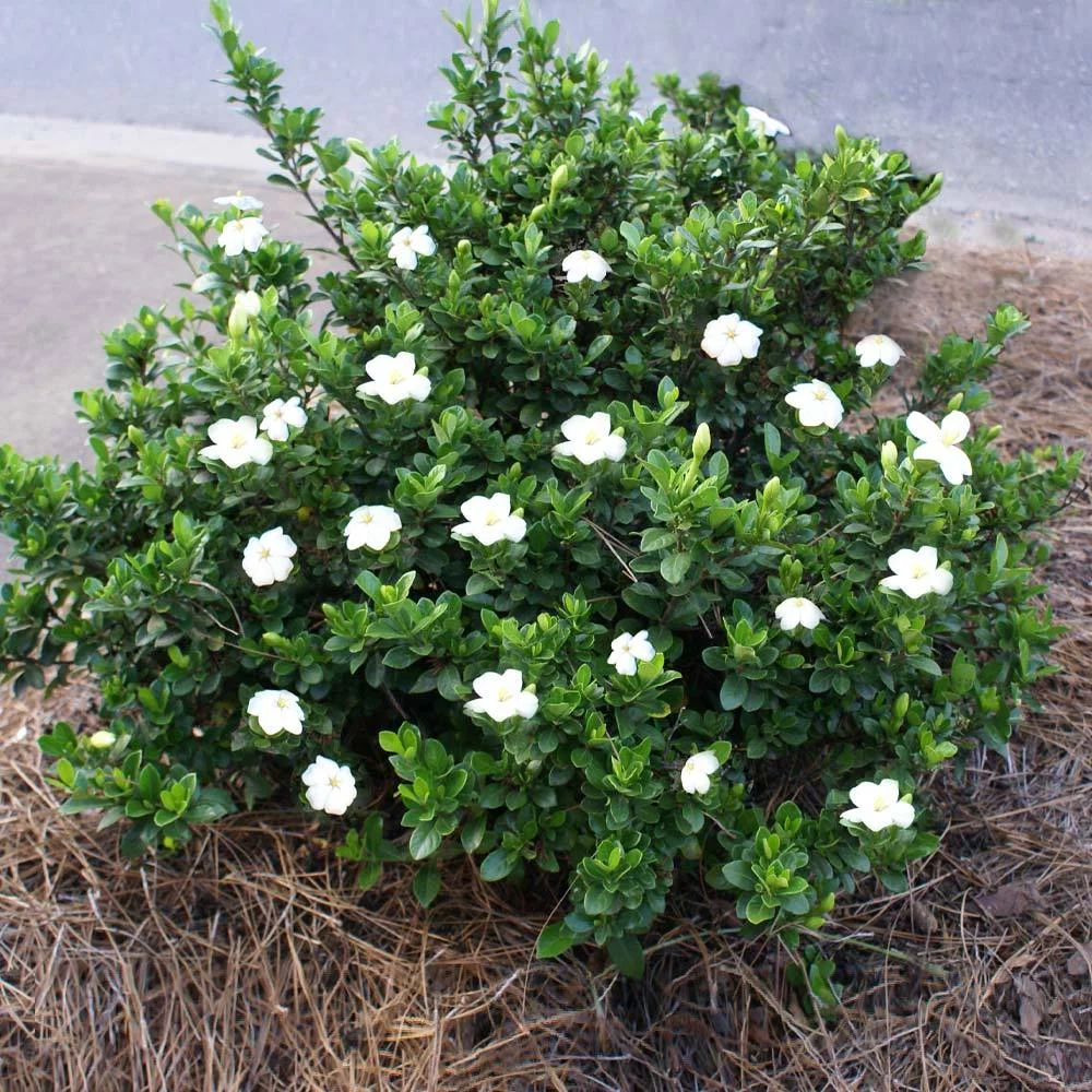Dwarf Radicans Gardenia Shrub