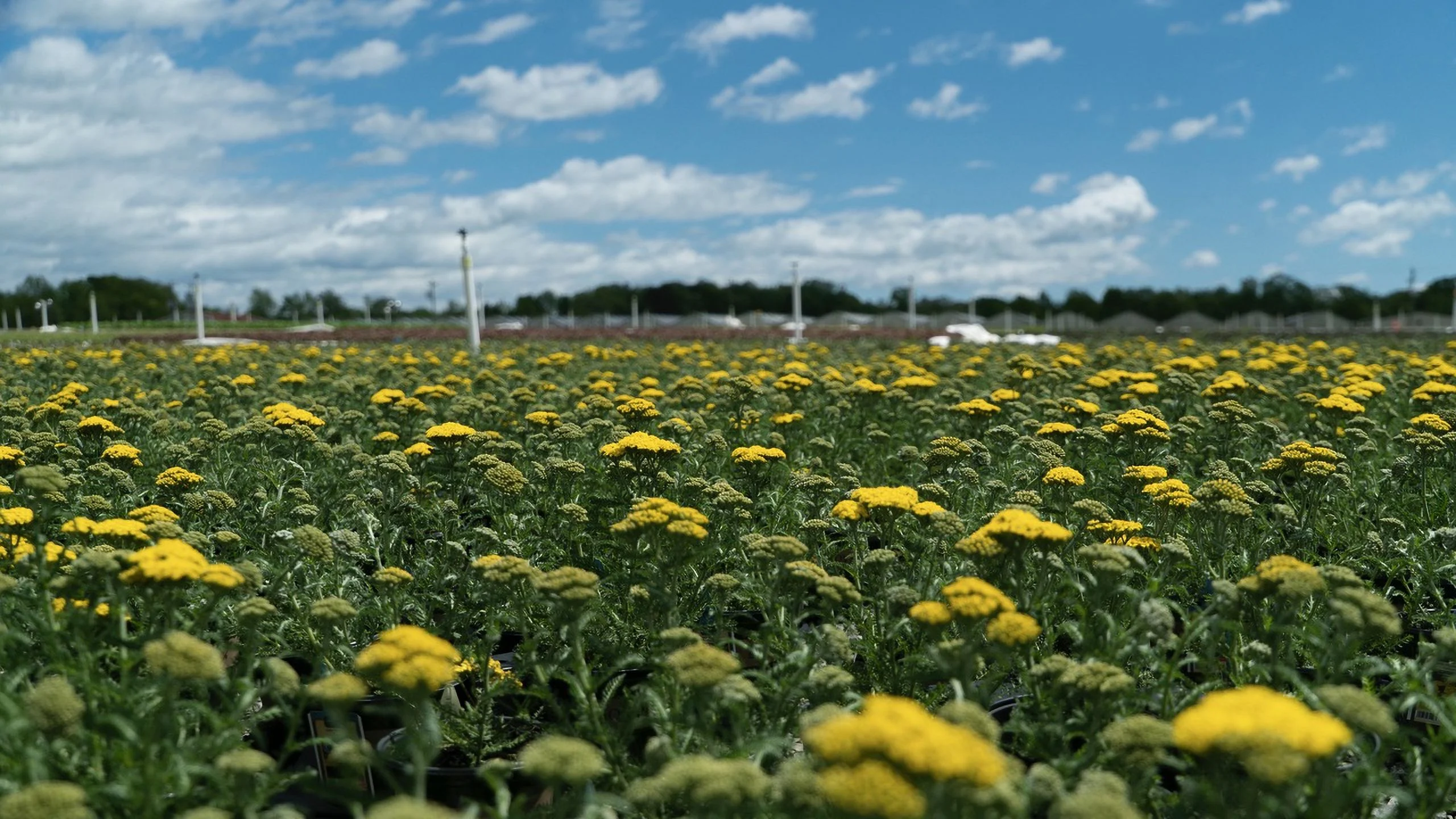 Bloomables 2QT Achillea Live Plant Live Plant Grower Pot Full Sun