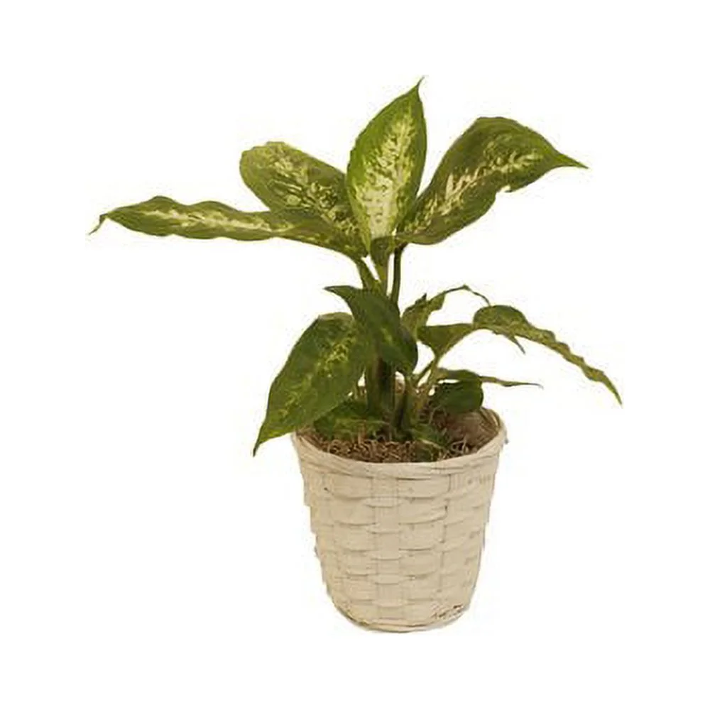 Floral 72937 7 in. Bamboo Pot Cover Basket, White
