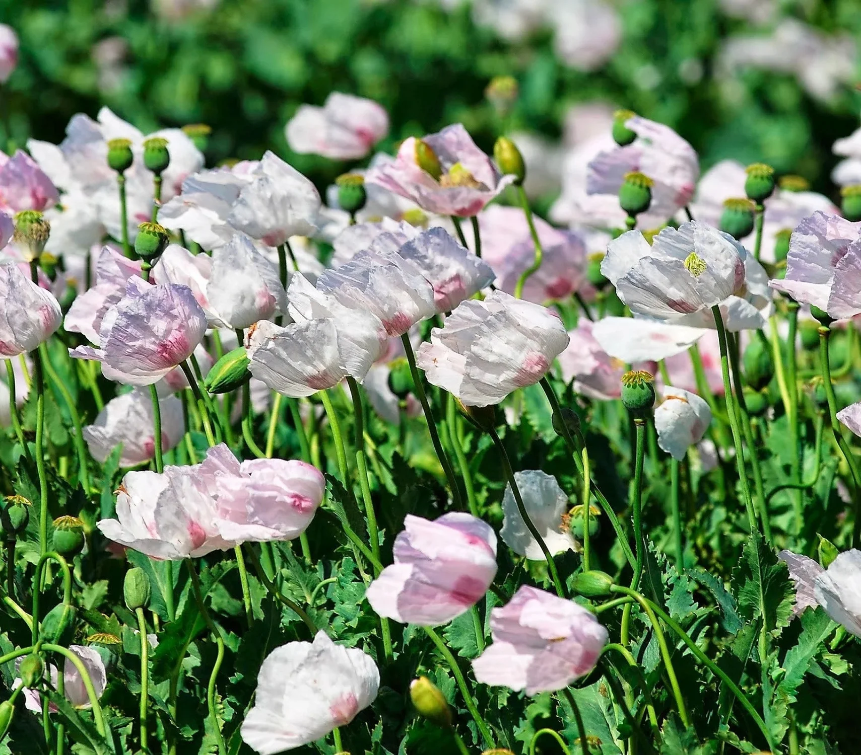 350 TASMANIAN Purple & White POPPY Papaver Somniferum Flower Seeds
