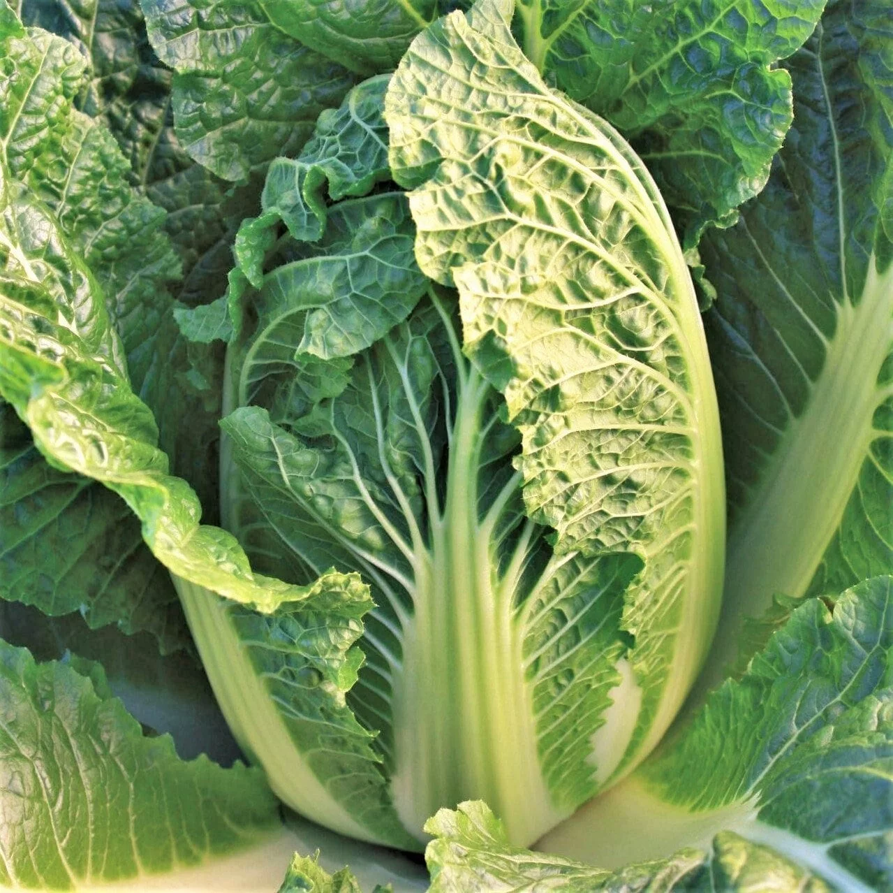 TomorrowSeeds - Kyoto No. 3 Chinese Napa Cabbage Seeds - 400+ Count Packet - USA Garden Japanese Bok Choy Non GMO Asian Vegetable Seed For 2024 Season
