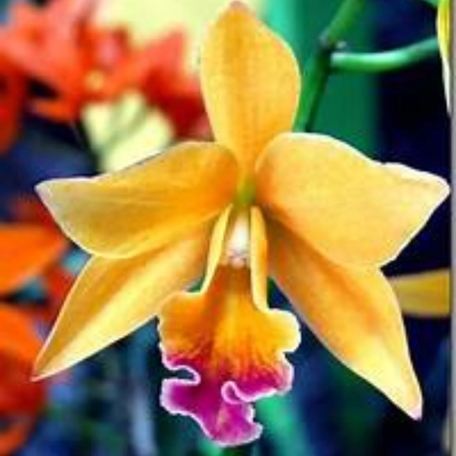 Cymbidium Bulbs For Planting,Cymbidium Plants Outdoor,Cymbidium Potting Mix,Cymbidium Plants Live In Bloom,Cymbidium Plants,Cymbidium Bulbs For Sale.