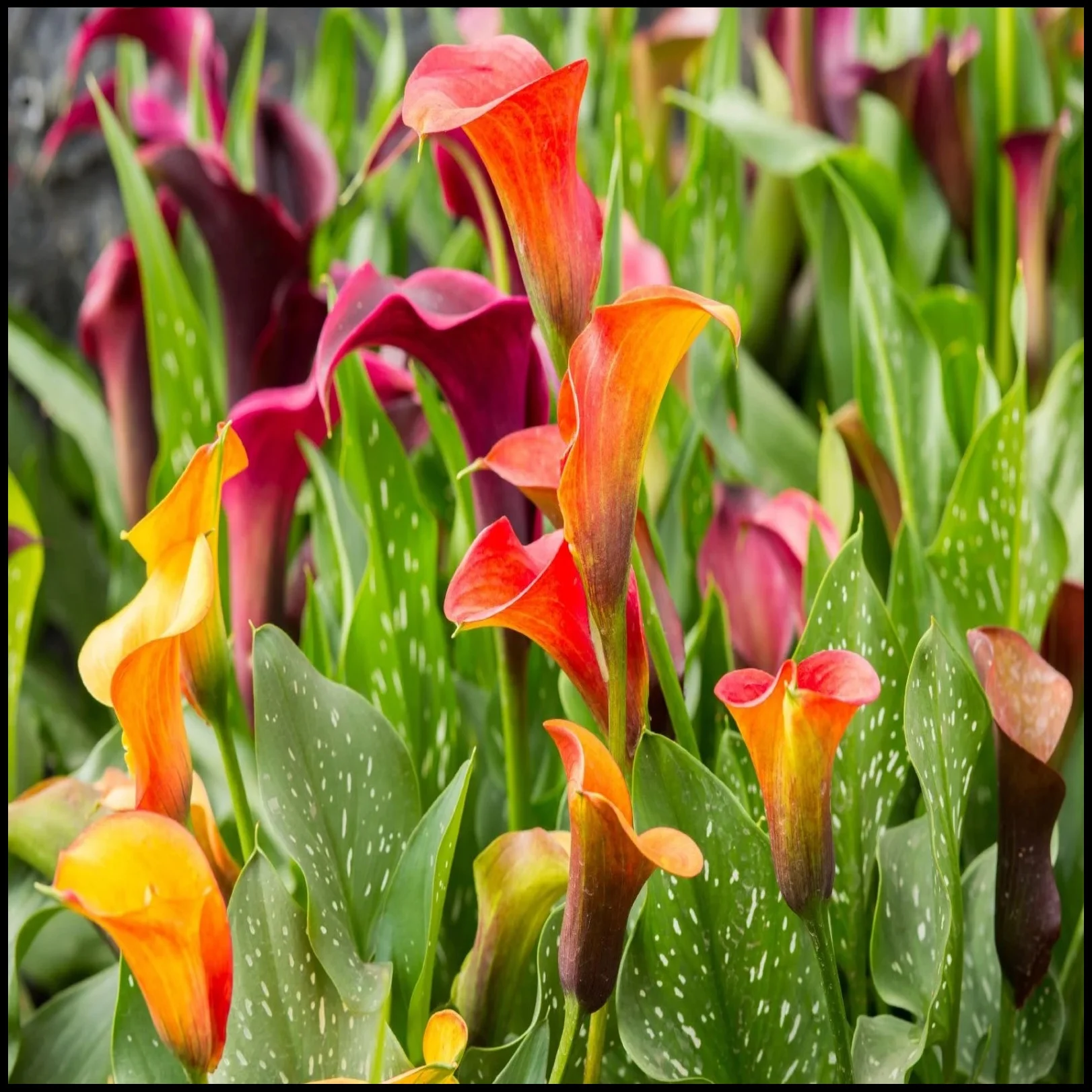 Calla Lily Bulbs,Professional Planting,Calla Lily Plants,Calla Lilies Bulbs For Planting,Calla Lily Plants Live In Pot,Calla Lily Bulbs For Sale.