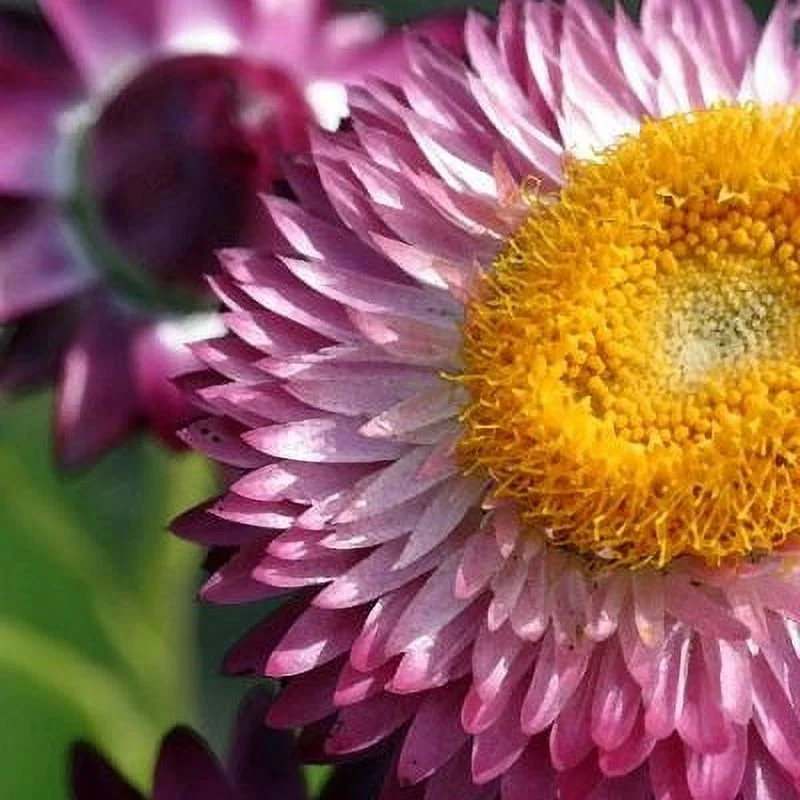 Strawflower Seeds - Bright Rose - Packet - Pink/White Flower Seeds,   Attracts Bees, Attracts Butterflies, Attracts Pollinators, Easy to Grow & Maintain, Cut Flower Garden