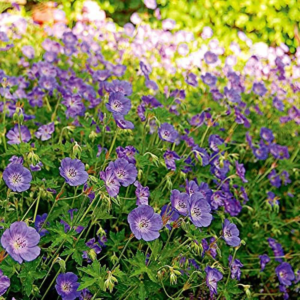 Geranium 'Rozanne' Seeds Perennial Long Blooming Period Plant Attract Bees & Butterflies Low Maintenance Ground Cover 55Pcs Flower Seeds by YEGAOL Garden