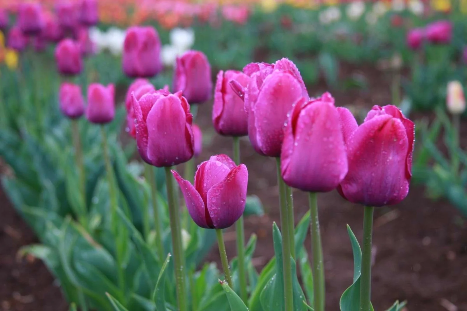 Tulip Bulbs, Tulip Plant Bulbs,Garden Plants, Tulip Flowers,Tulip Bulbs For Sale