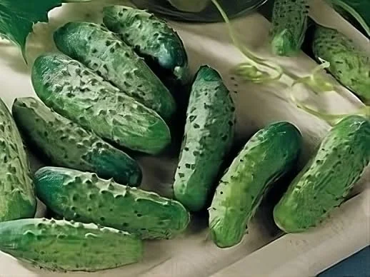 Cucumber National Pickling Great Heirloom Vegetable by Seed Kingdom 300 Seeds
