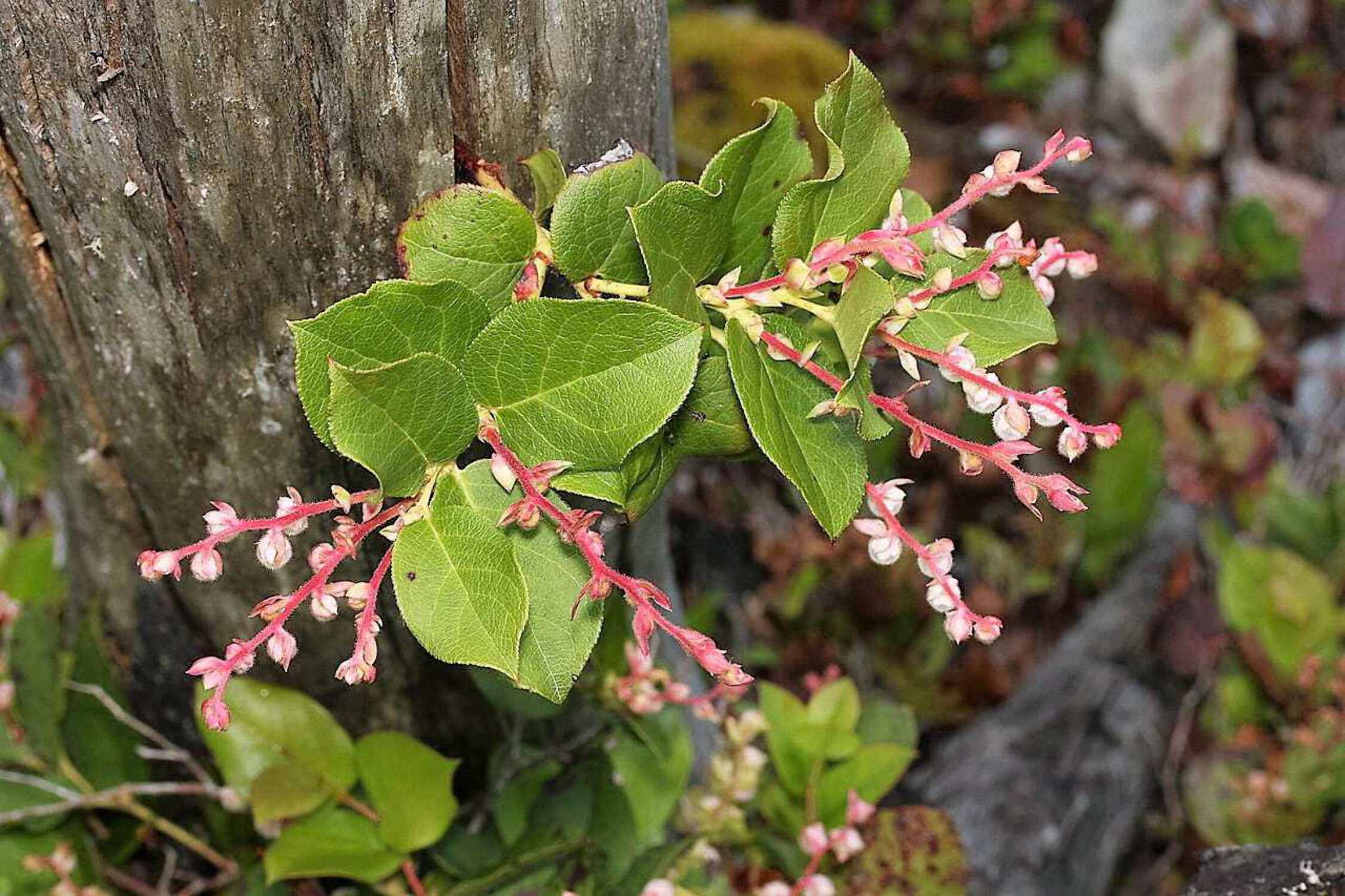 40 SALAL BERRY Gaultheria Shallon Pink White Flowers Blue Fruit Shrub Seeds