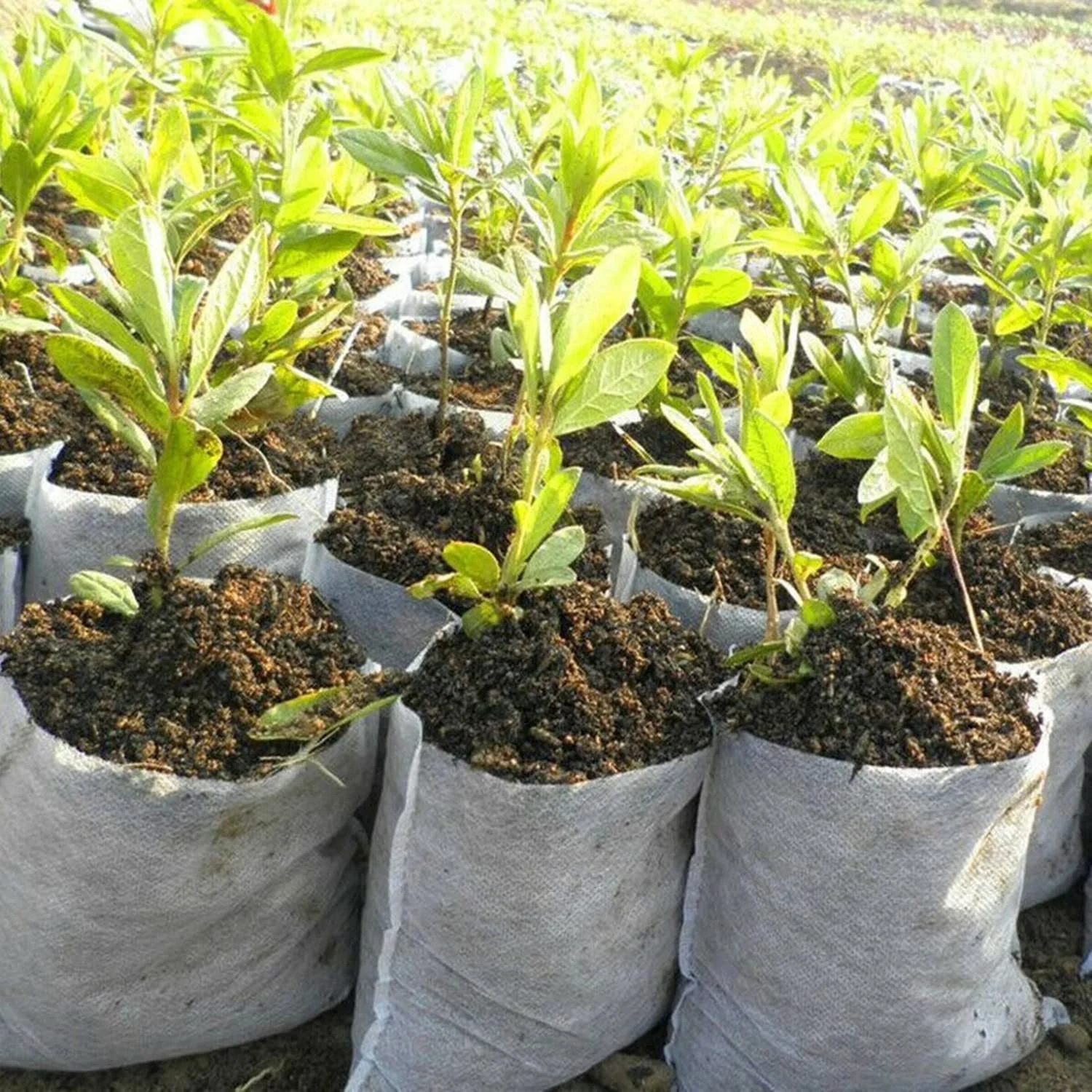 Biodegradable Non-Woven Nursery Grow Bags Seedling-Raising Bags Nursing Seedling Raising Pots Plants Pouch White - 7.09