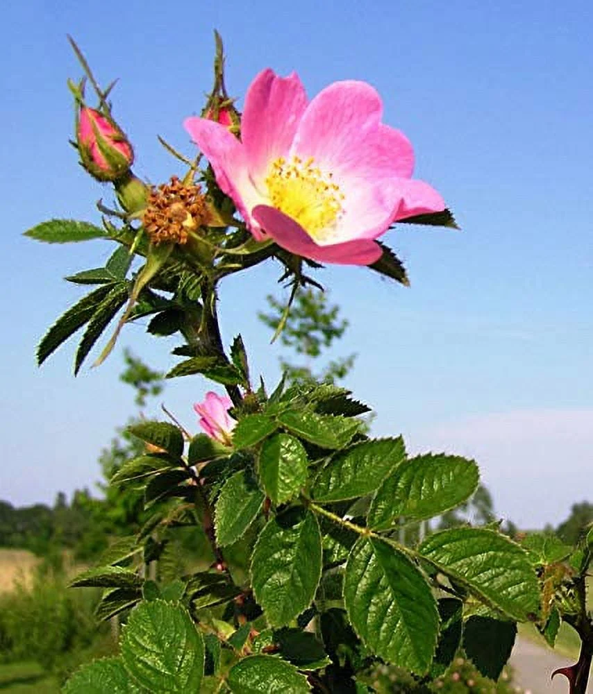 Rosa rubiginosa | Wild Rose | Common Sweet Briar | Double White Hip | 20_Seeds