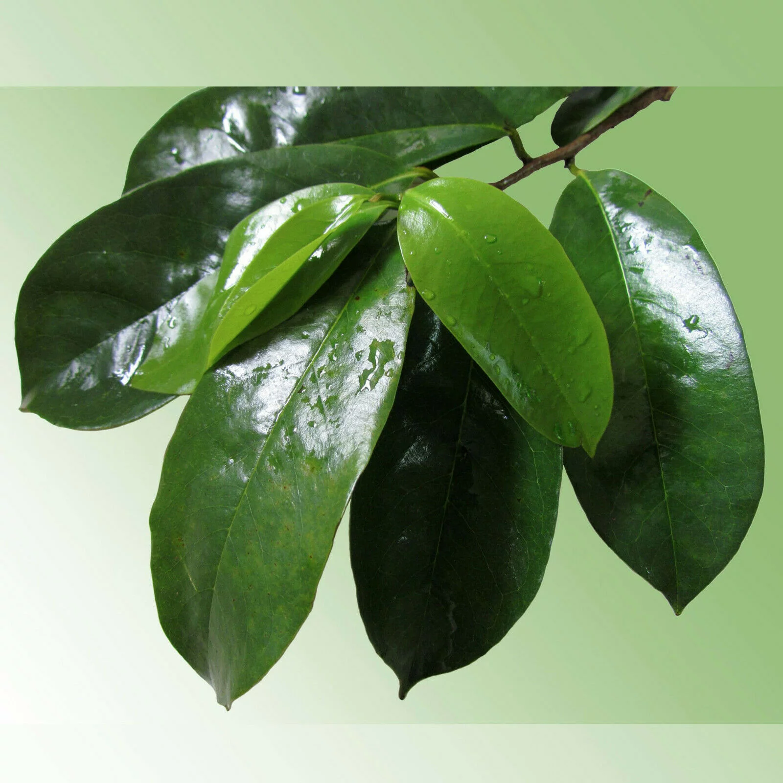 Soursop Leaves Graviola - Hojas De Guanabana - 100% All Natural Dried Soursop Leaf 3oz