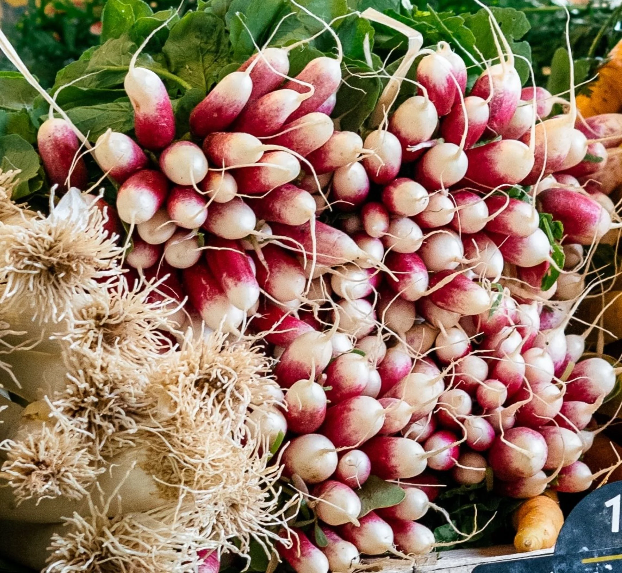 French Breakfast Radish Seeds/ Annual/ Full Sun/200 Seeds 2 Grams/ Zellajake Farm and Garden - B78