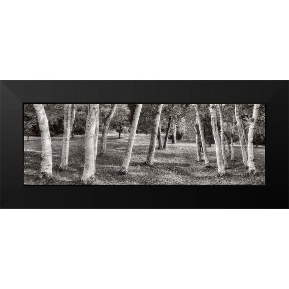 Blaustein, Alan 14x7 Black Modern Framed Museum Art Print Titled - Birch Trees No.1